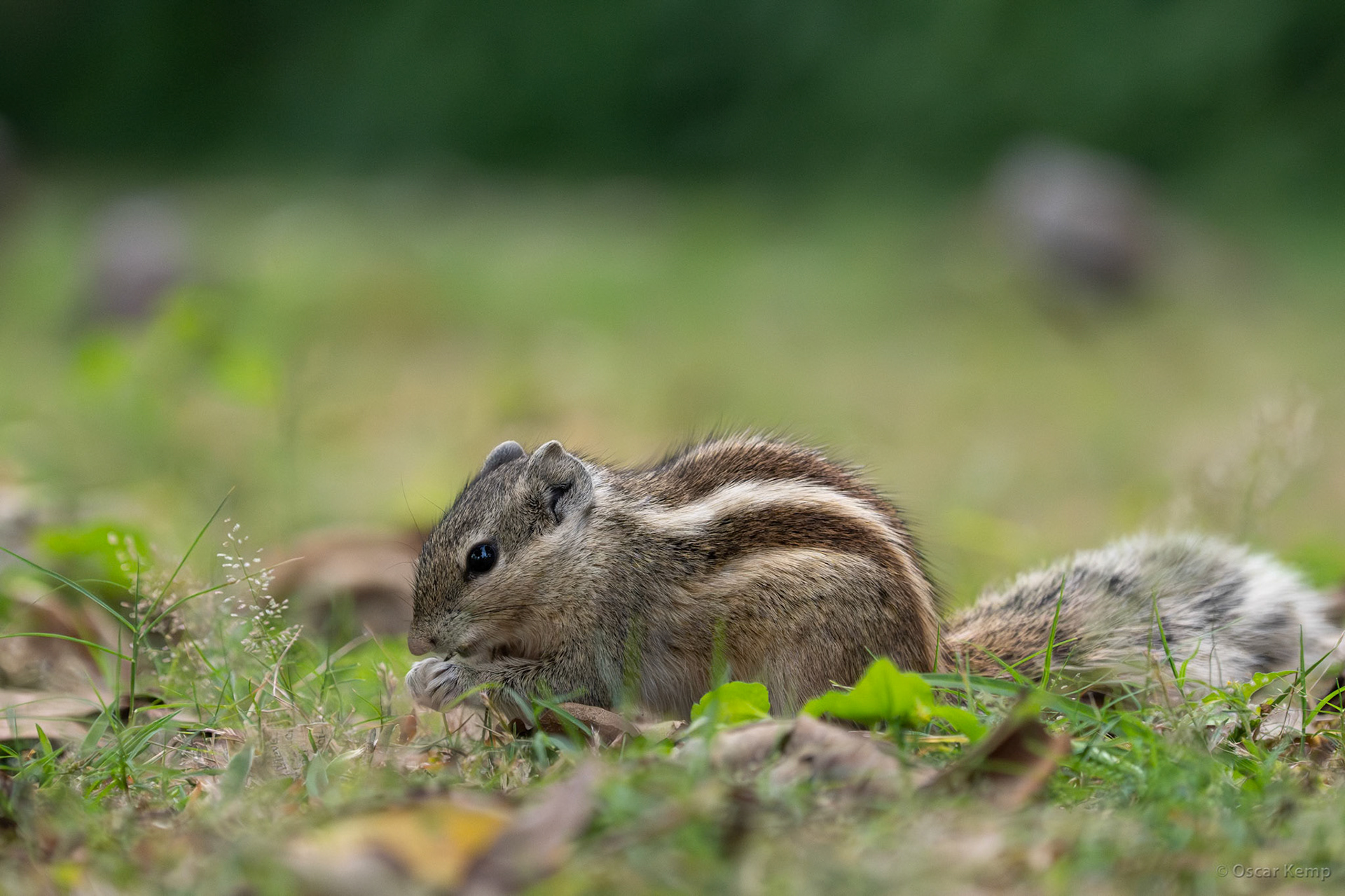New Delhi-Gokalpuri / Cute Indian palm squirrel (Funambulus palmarum) in Lodhi Garden [India 2025 11]