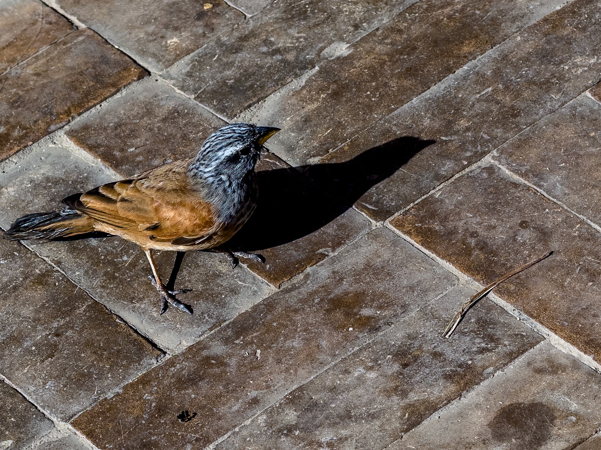 Marrakech-Rue Side el Yamani / Common local bird: the House Bunting (Emberiza sahari) [Marocco, 2025 02]