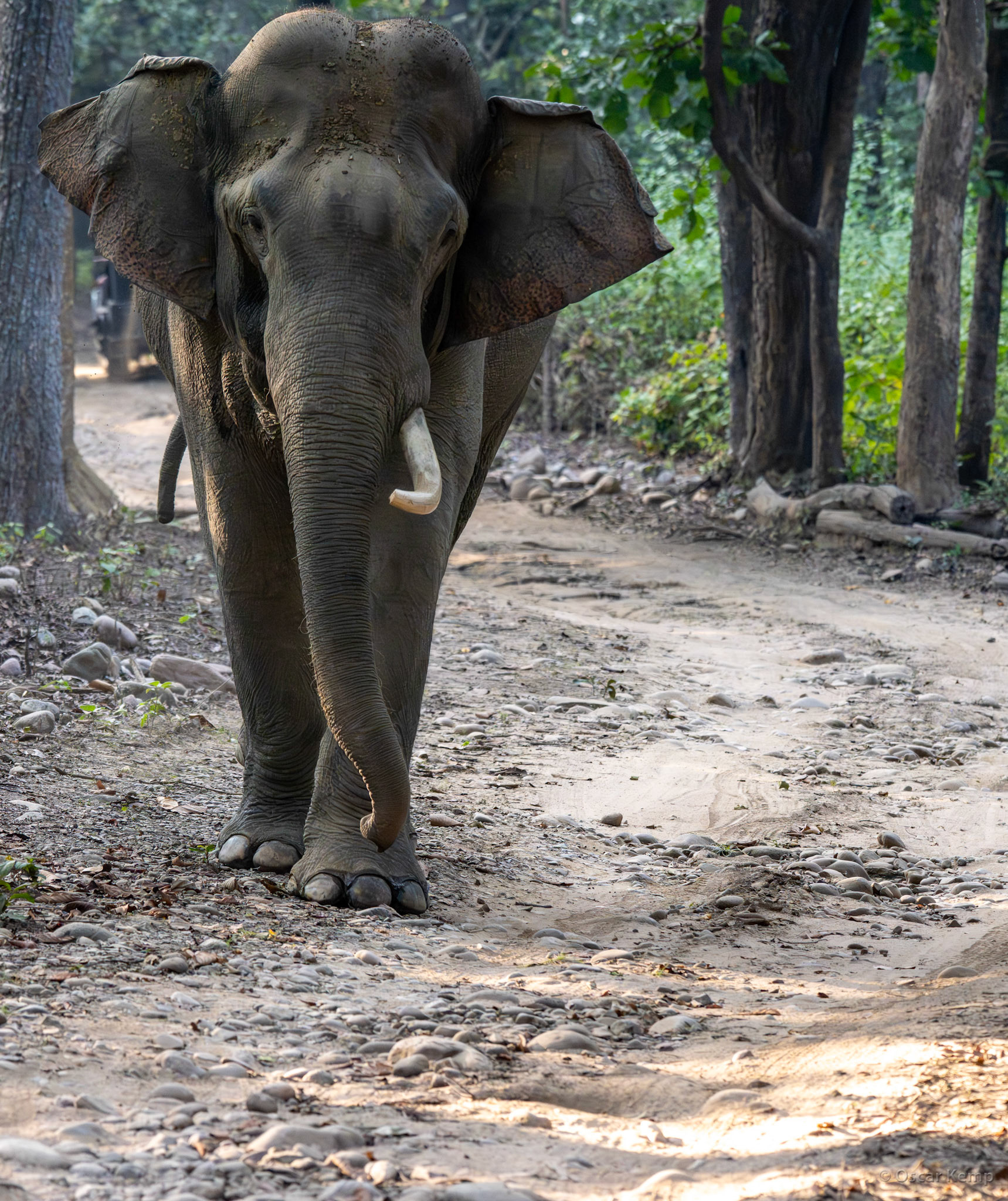 Corbett NP,Uttarakhand / A single-tusked Indian elephant ♂ (Elephas maximus indicus) with a shoulder height of nearly 3m and weighing almost 4 tons [India 2025 11]