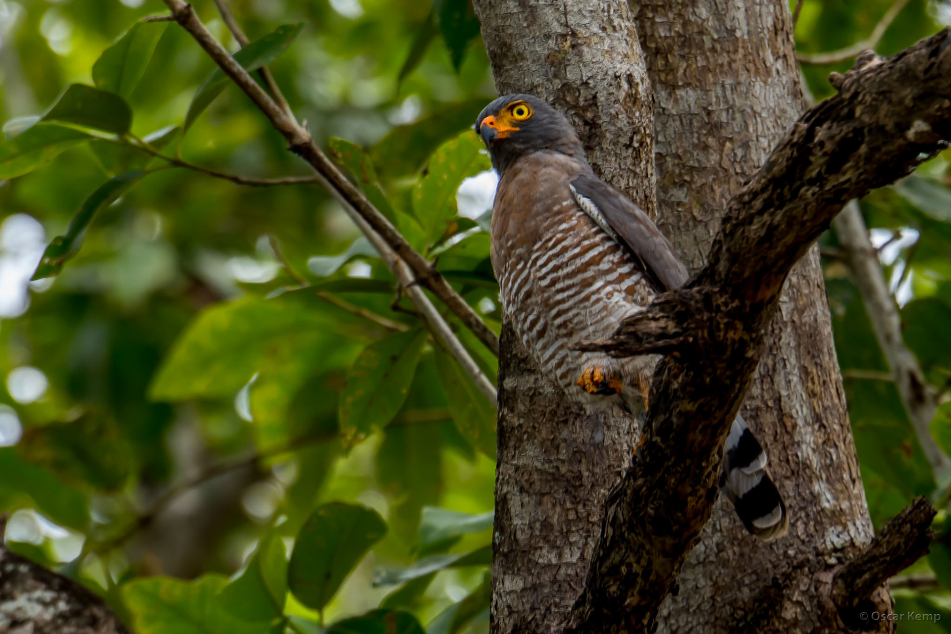 Bigi Pan / Roadside hawk (Rupornis magnirostris) [Suriname, 2018 10]