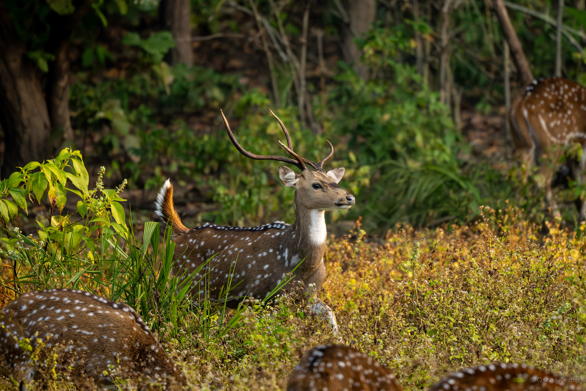 Kanha, Madhya Pradesh / Chital or spotted deer ♀ (Axis axis) busy keeping his harem in check[India 2025 11]