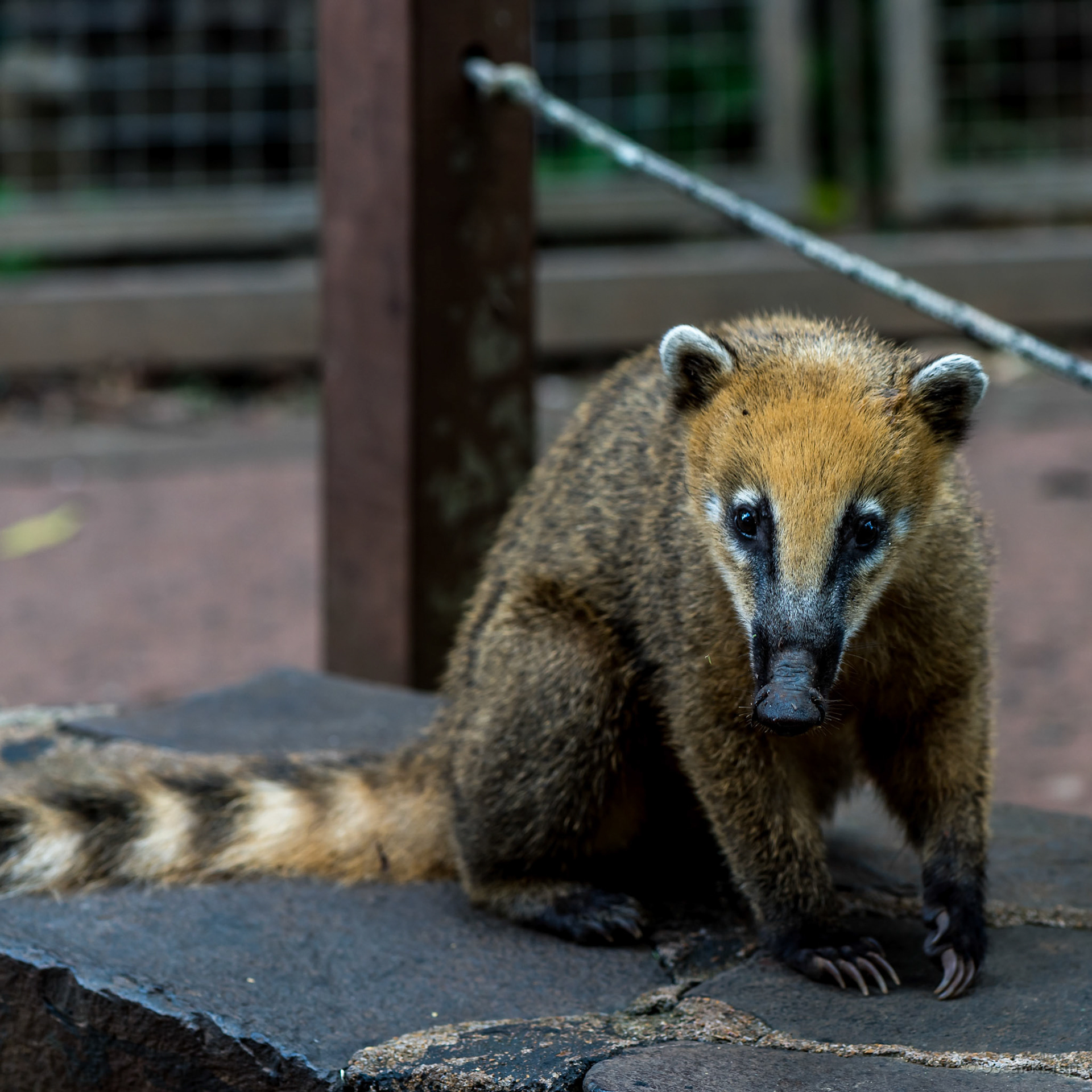 Brazilian Iguazú / The (apparently) cute South American red-nosed coati or honey bear (Nasua nasua) [2016 12]
