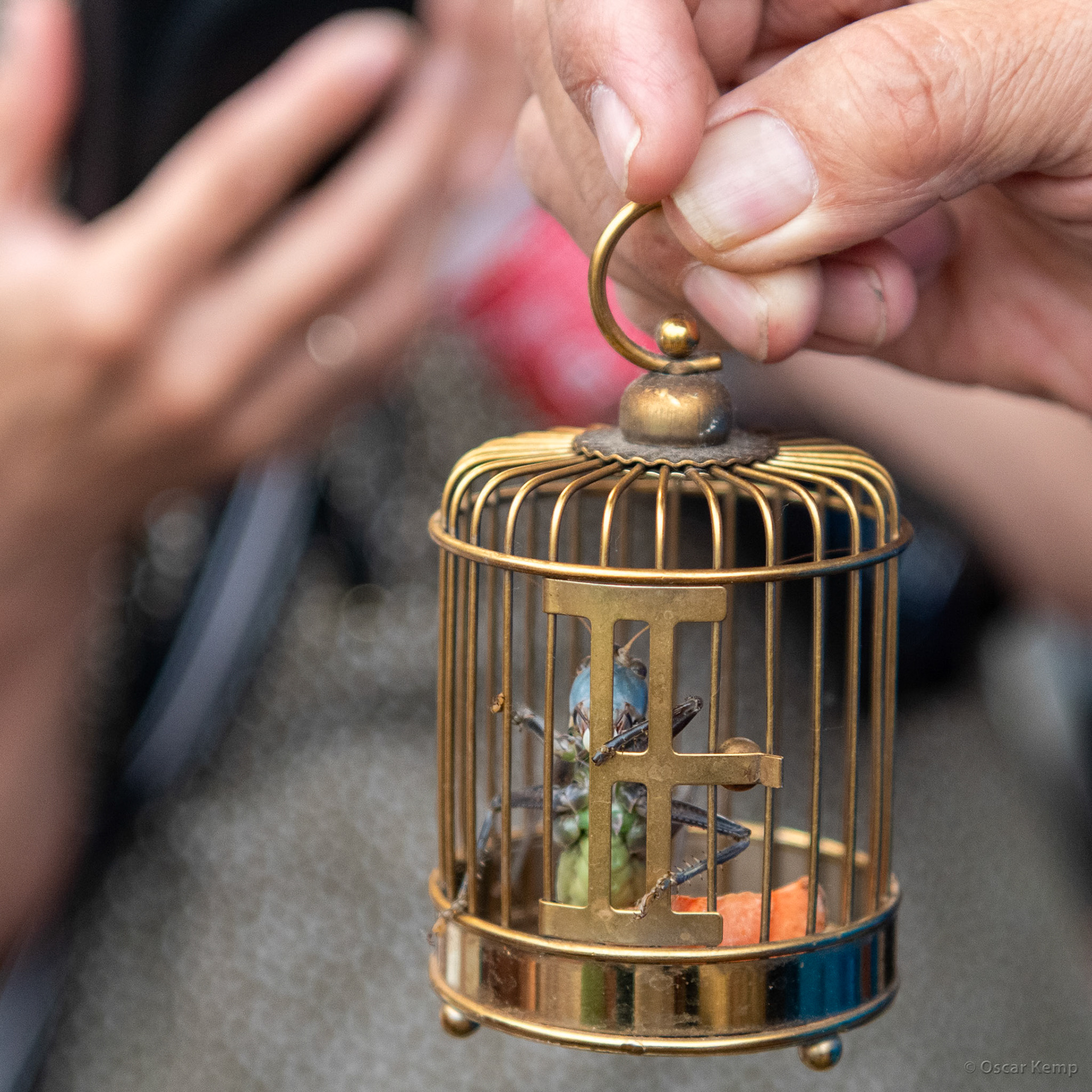 Year Hu Tong street / Well-fed and well-groomed but very noisy pet (cricket) [China, 2025 05]