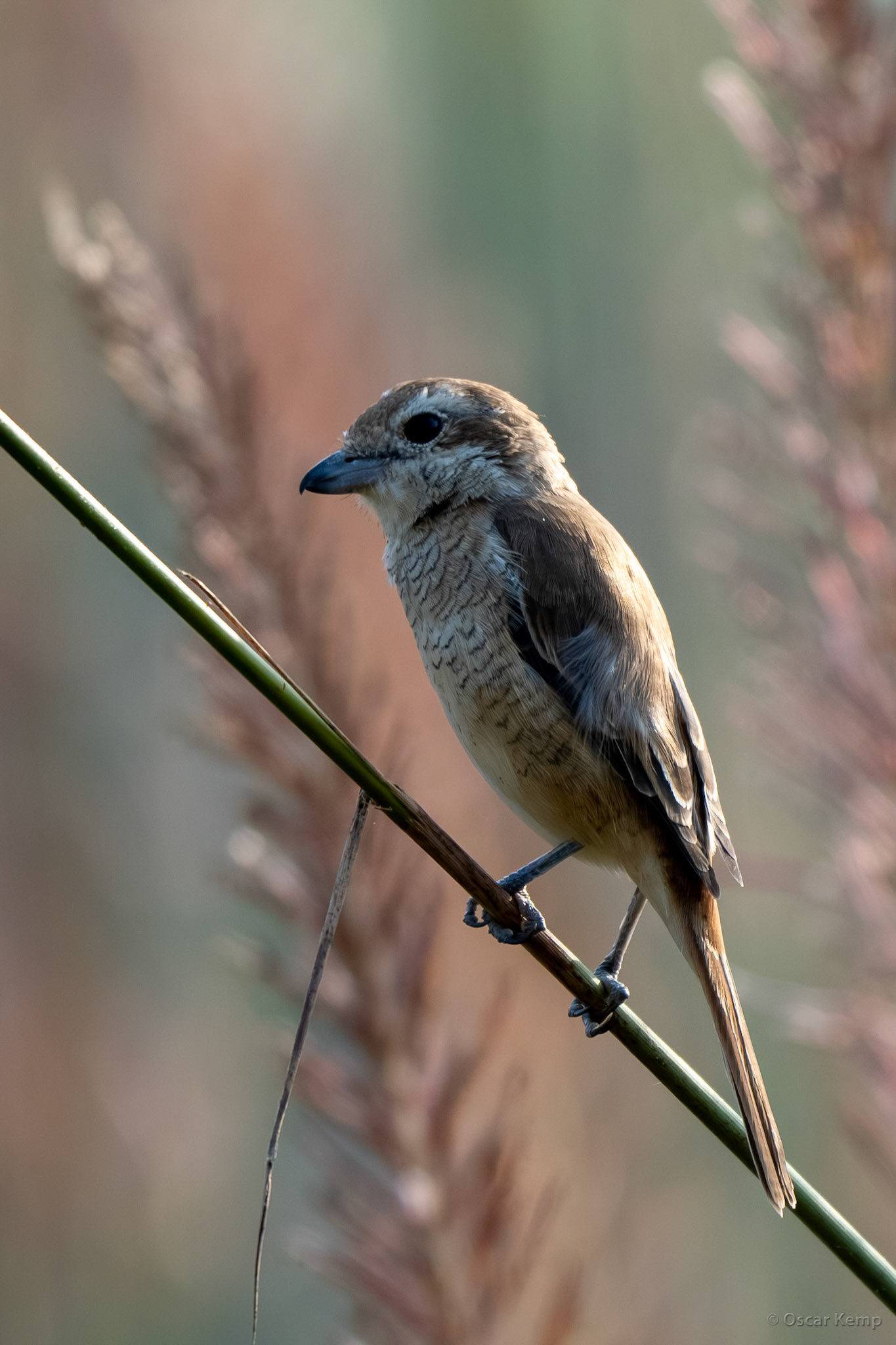 Bandhavgarh,Madhya Pradesh  / Brown Shrike (Lanius cristatus), also called "butcher bird" because they impale their prey (mainly insects) on thorns as a reserve  [India 2025 11]
