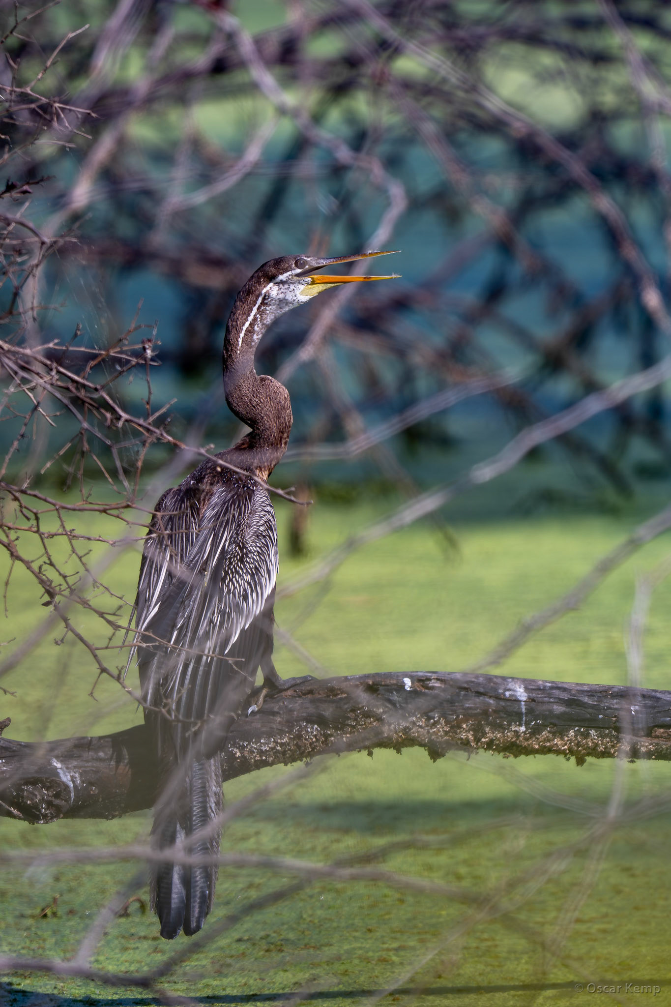 Keoladeo,Madhya Pradesh / Sunbathing Oriental darter (Anhinga melanogaster) with typical long neck and razor-sharp beak [India 2025 11]
