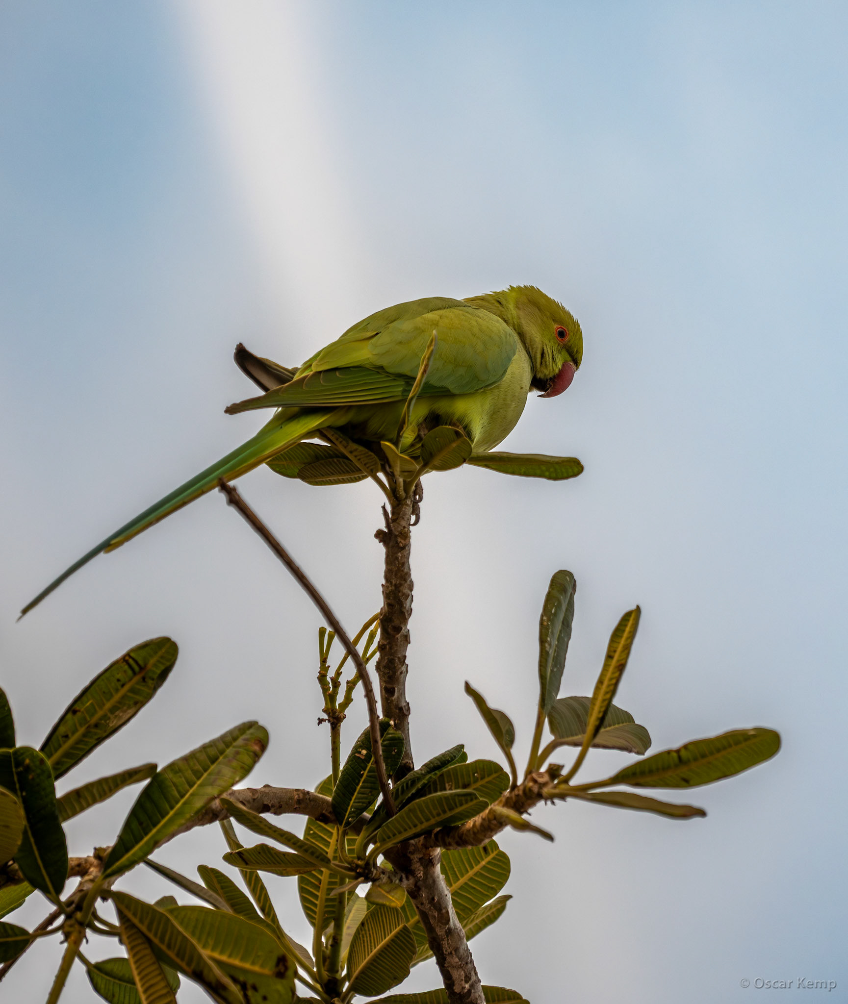 New Delhi-Patel Chowk / A rather noisy but very fast-flying ring-necked parakeet (Psittacula krameri) near Jantar Mantar observatory [India 2025 11]