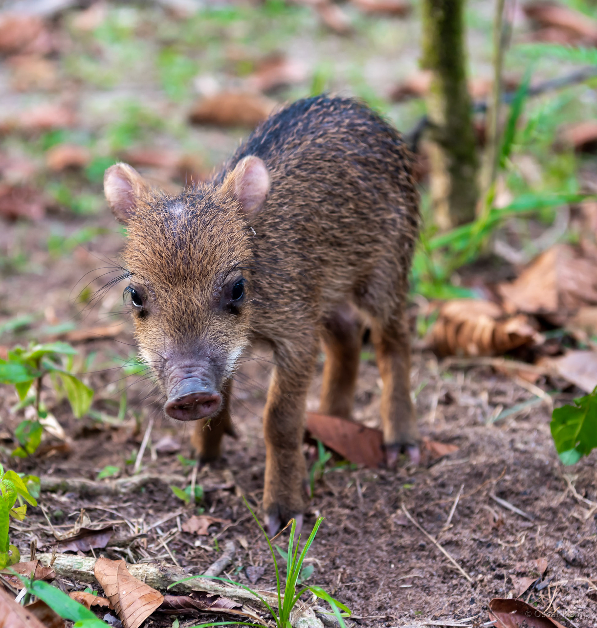 Cassewinica / Piglet of pingo or white-lipped peccary (Tayassu pecari)/ [Suriname, 2019 10]