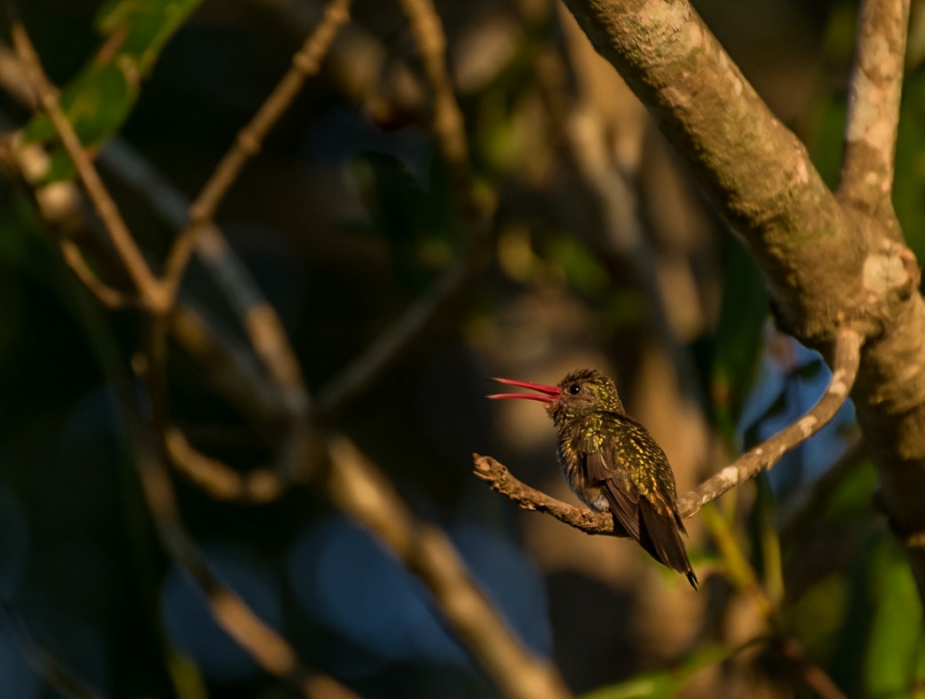 Mato Grosso do Sul-Santa Delfina / Shiny Gilded sapphire Hummingbird (Hylocharis chrysura) [2017 01]