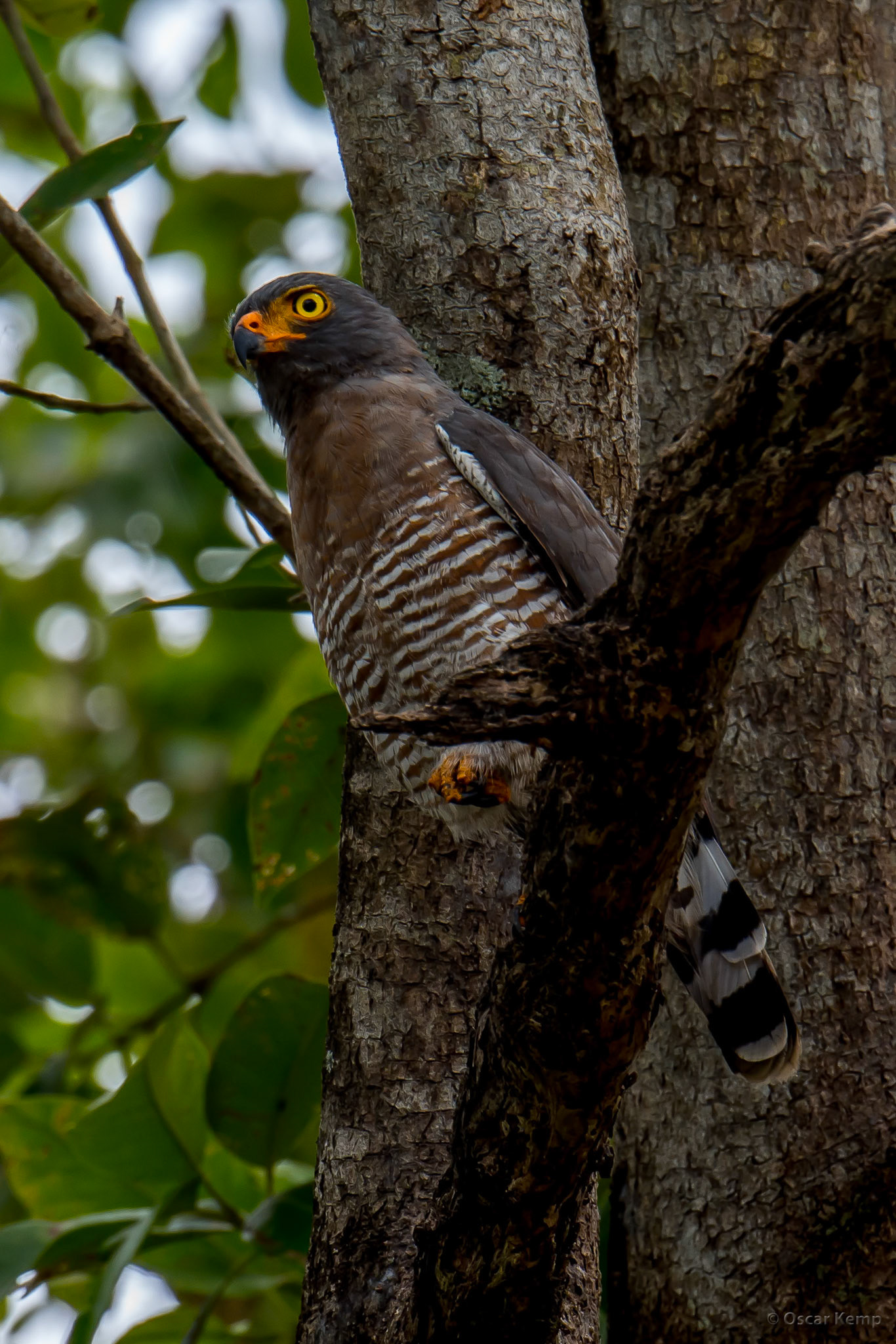 The stern appearance of a Roadside hawk (Rupornis magnirostris) on its viewing spot [Suriname/Bigi Pan, 2018 10]