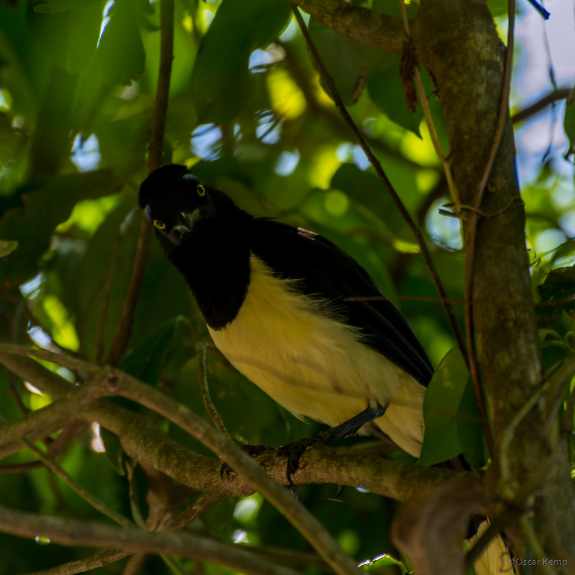 Brazilian Iguazú / Curious Banabeki or Yellow-rumped Starling (Cacicus cela) [2016 12]