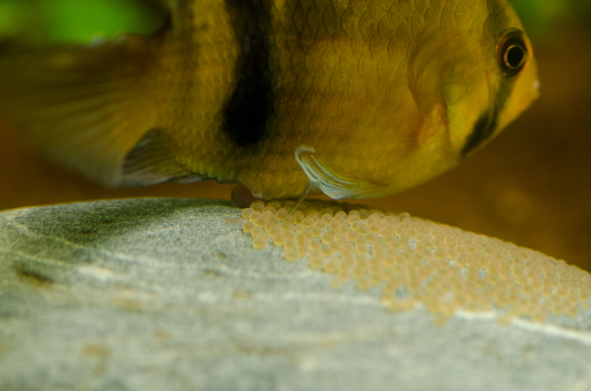 (3) In een cirkeltje zwemmend legt het wijfje ongeveer 20 kleverige eitjes waarna…