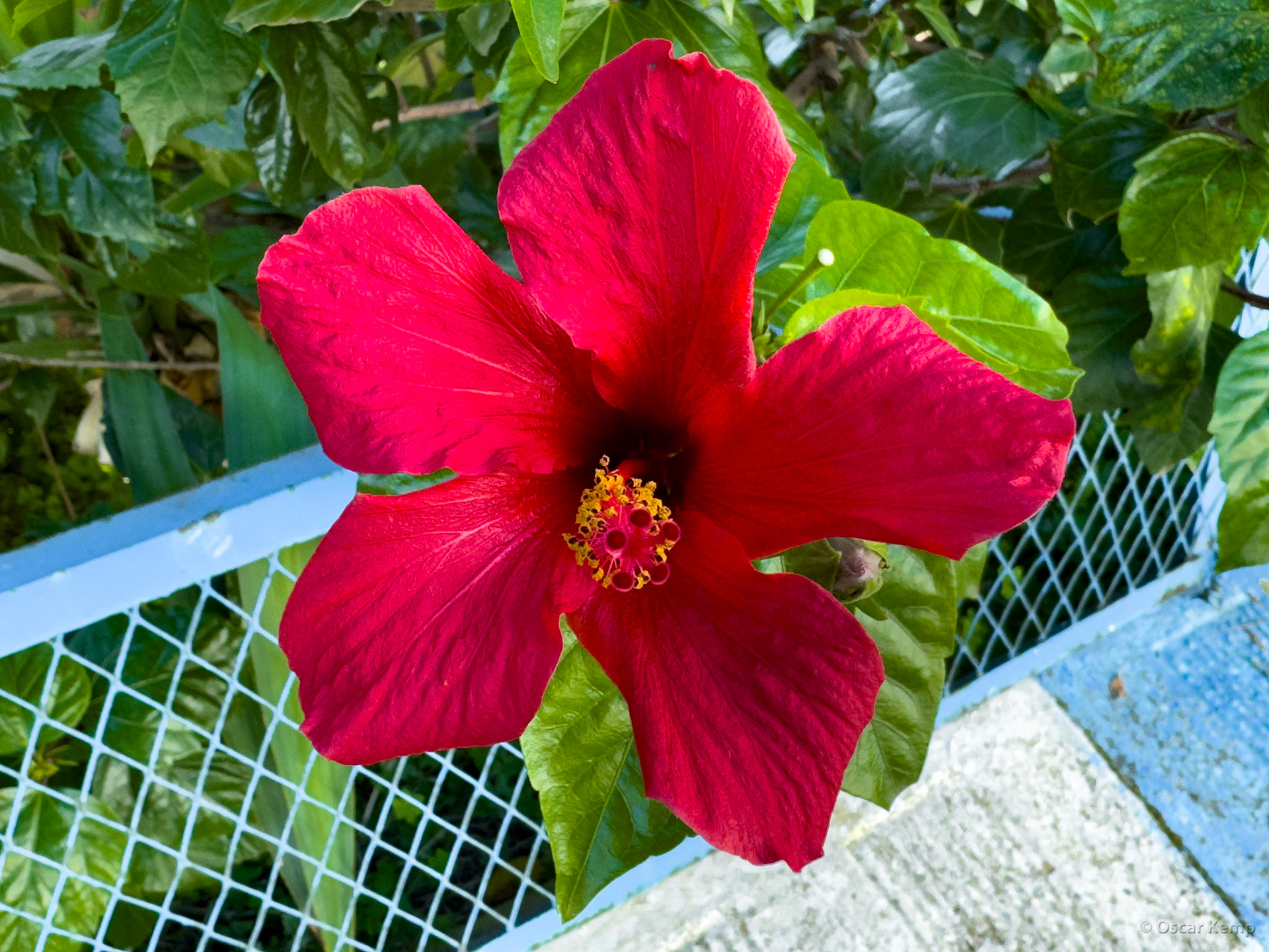 Bouderoua Beni Quolla / Beautiful red rose mallow (Hibiscus rosa-sinensis) [Marocco, 2025 02]