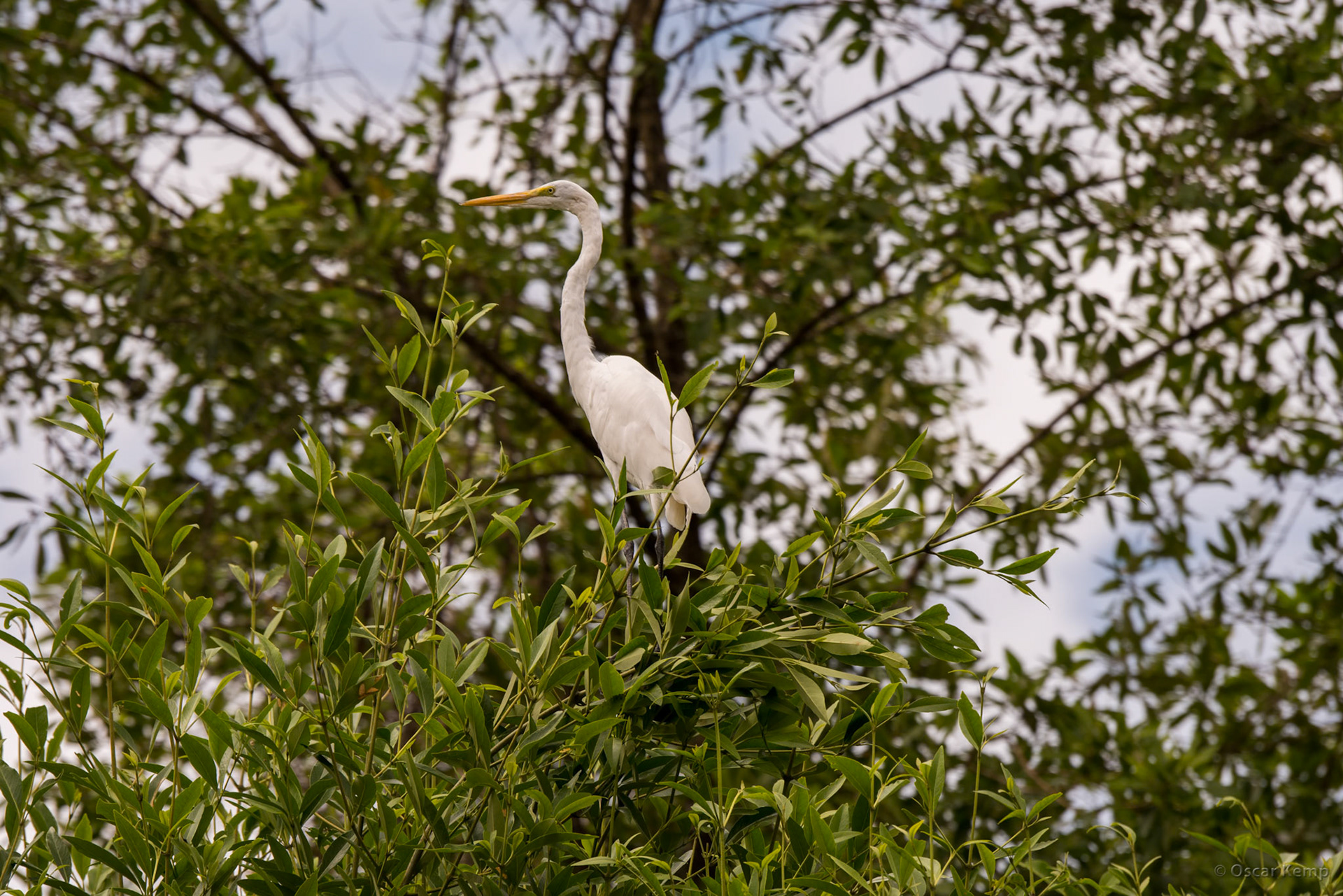 Bigi Pan / Great white egret (Ardea alba) [Suriname, 2018 10]