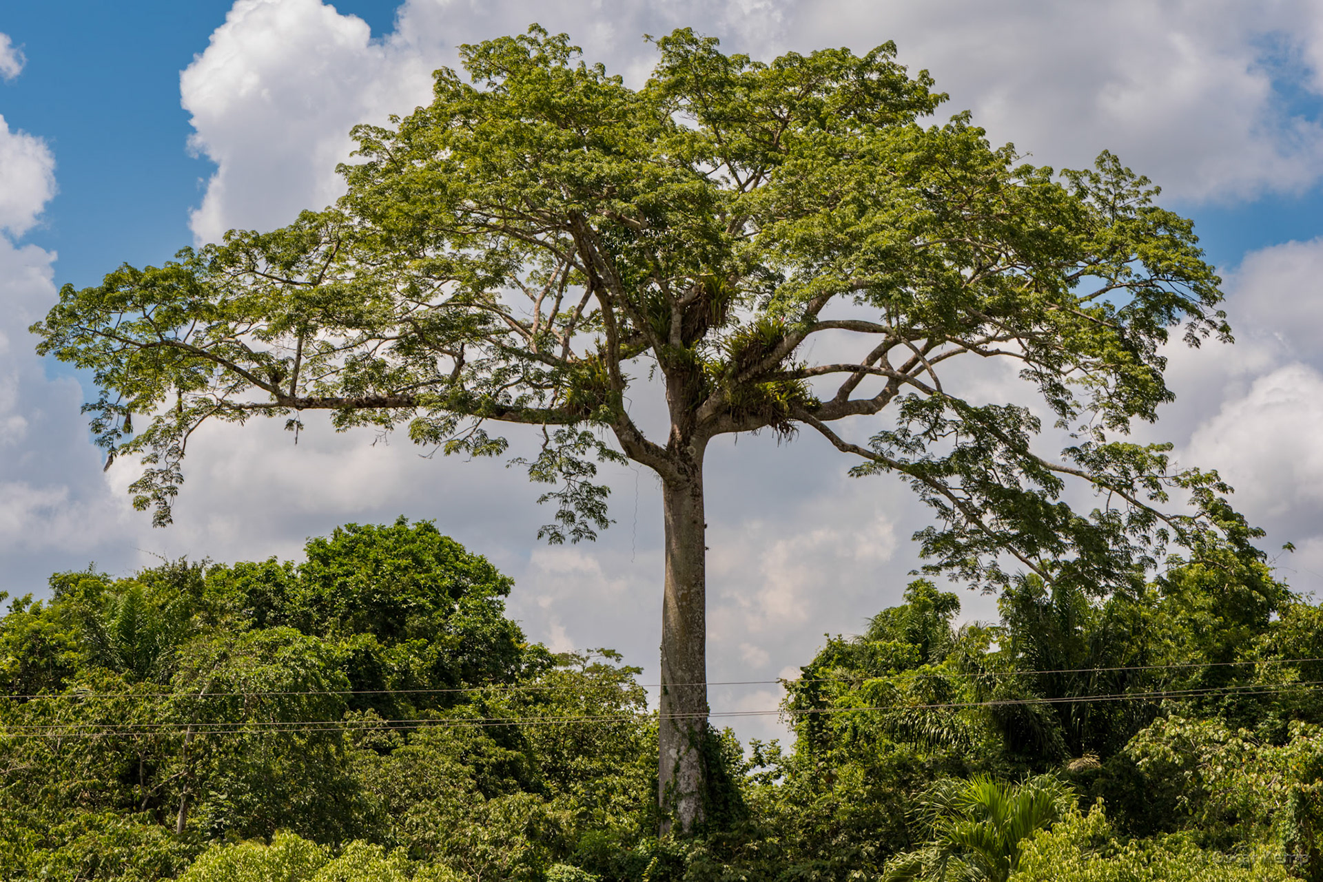 Martin Luther Kingweg aka Highway / Majestic and mysterious Kankantri (Ceiba pentandra) [Suriname, 2018 10]