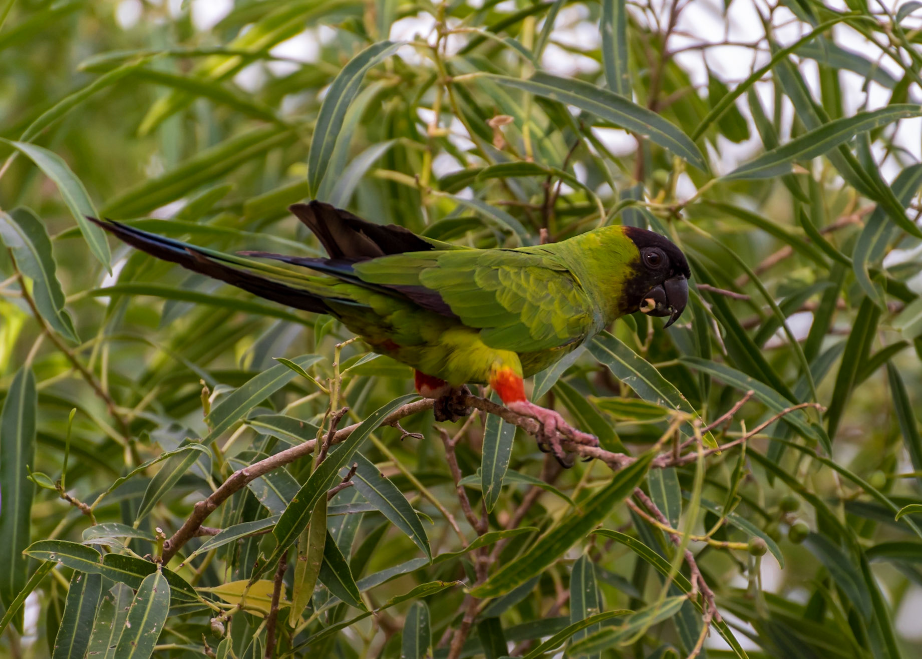 Mato Grosso do Sul-Santa Delfina / Endemic wild Nanday Parakeet (Aratinga nenday) now also thriving in European cities [2017 01]