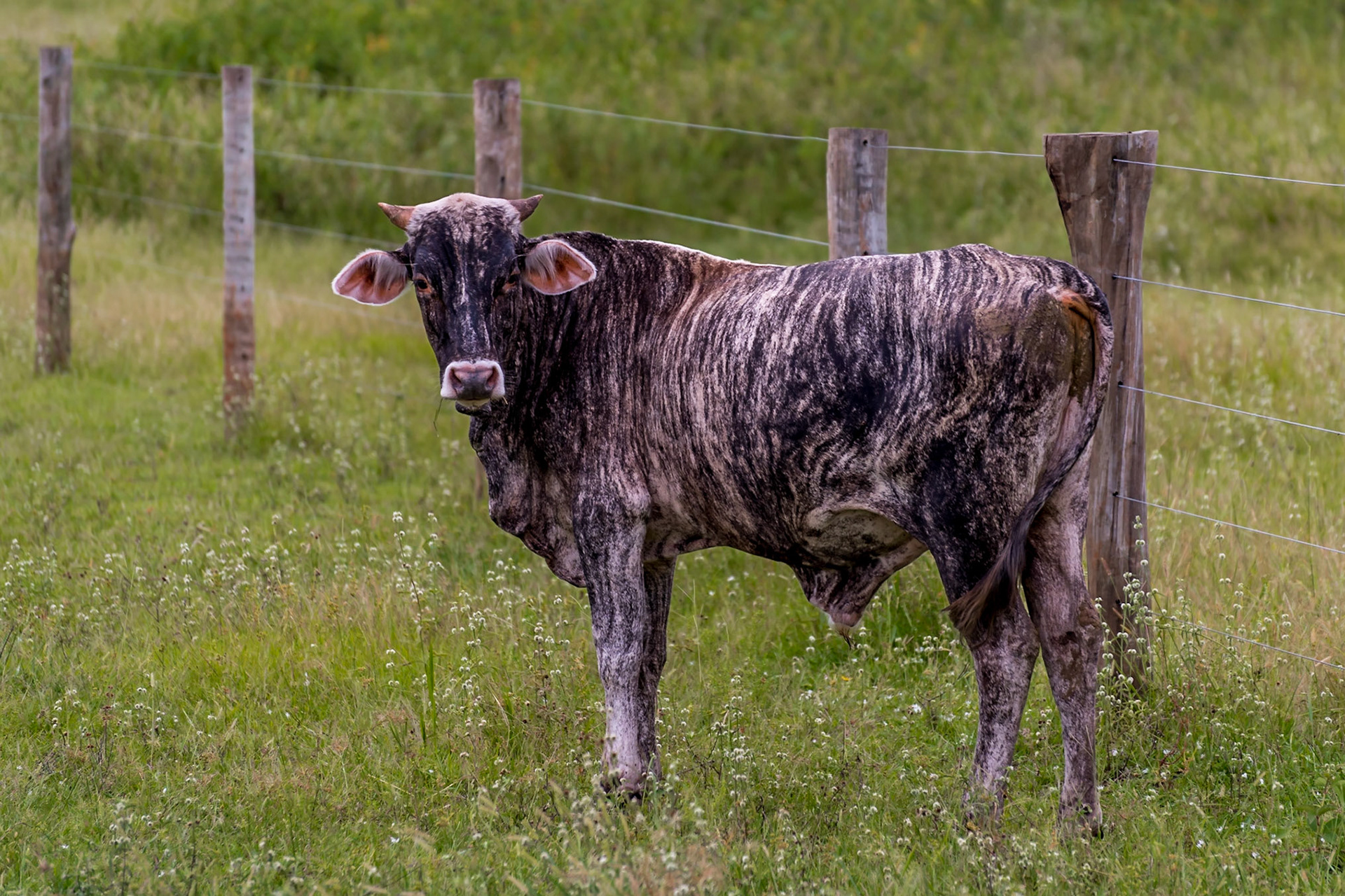 Mato Grosso do Sul-Xaraés Nature camping / Pantanal 'Cash Cow' [2017 01]