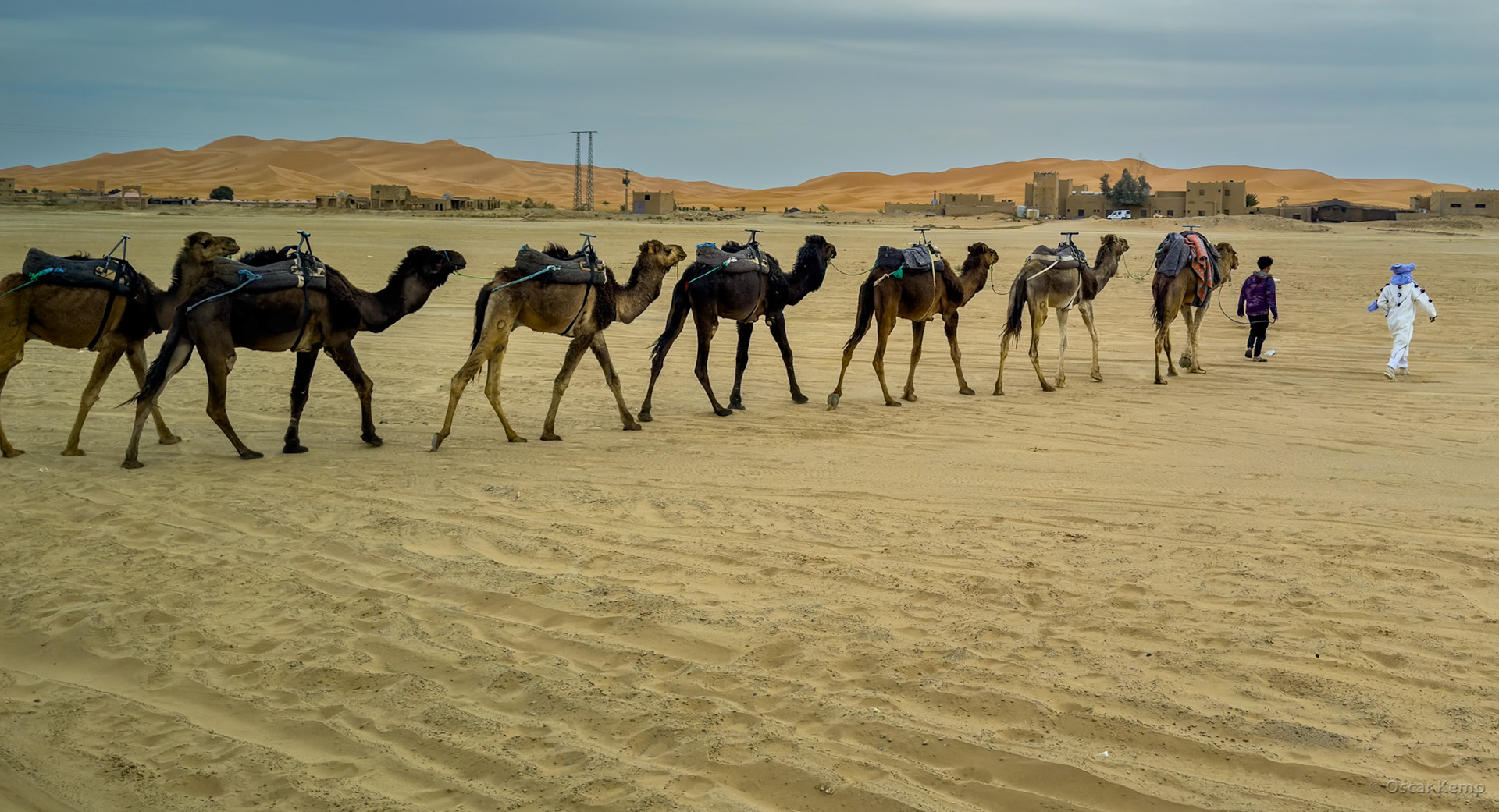 Erg Chebbi / One-humped camels (dromedary) on a leash [Marocco, 2025 02]