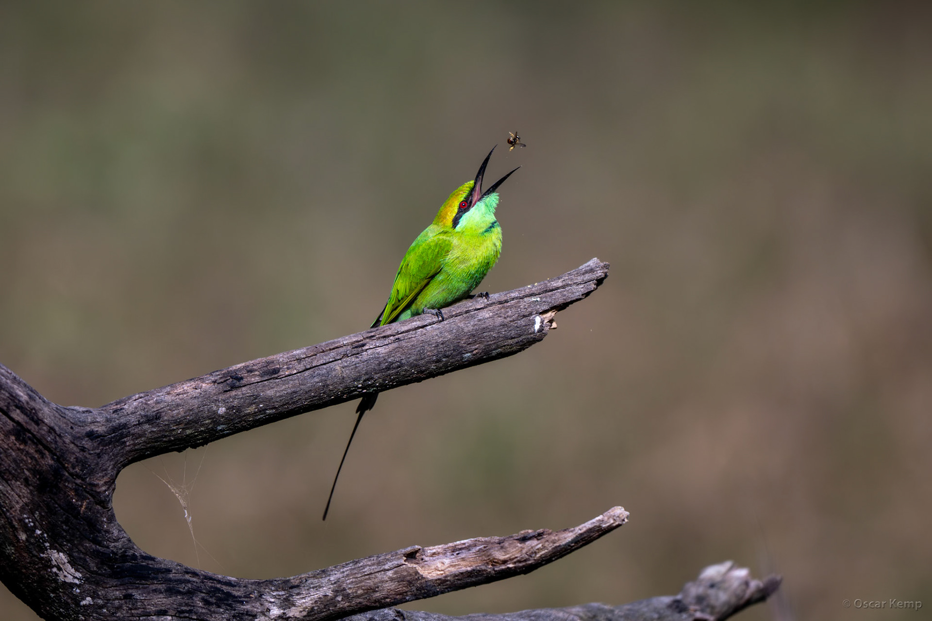 Pench NP,Madhya Pradesh / Little Green Bee-eater (Merops orientalis) caught red-handed with its favourite prey [India 2025 11]