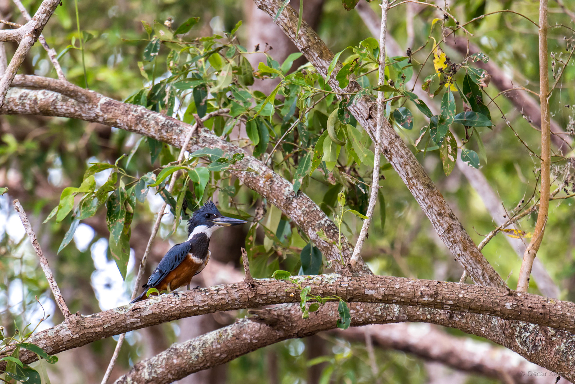 Bigi Pan / Ringed kingfisher (Megaceryle torquata) [Suriname, 2018 10]