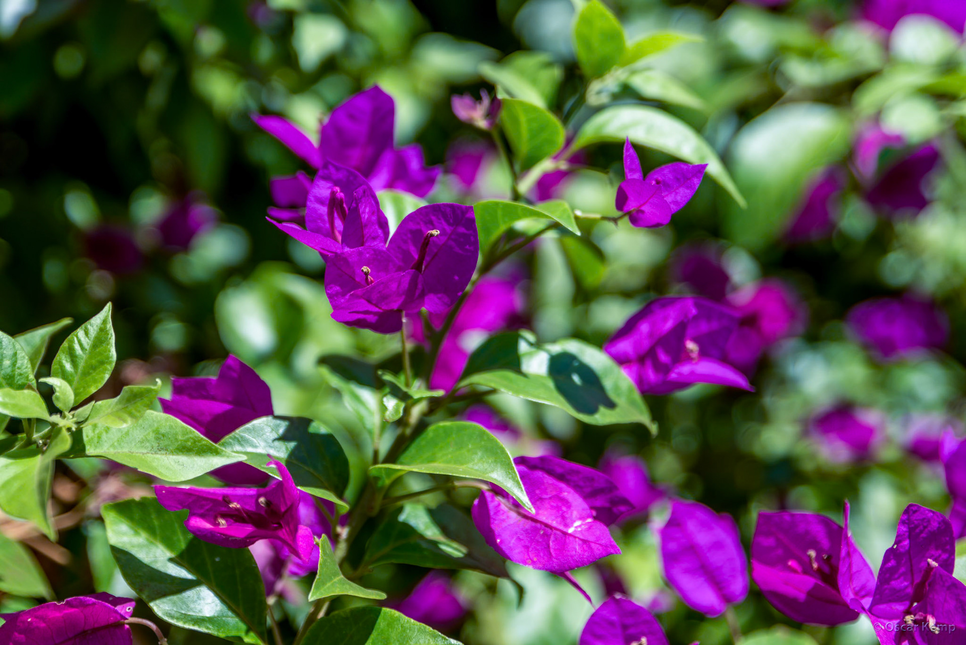 Argentinean Iguazú / Lush native giant bougainvillea (Bougainvillea spectabilis) [2016 12]