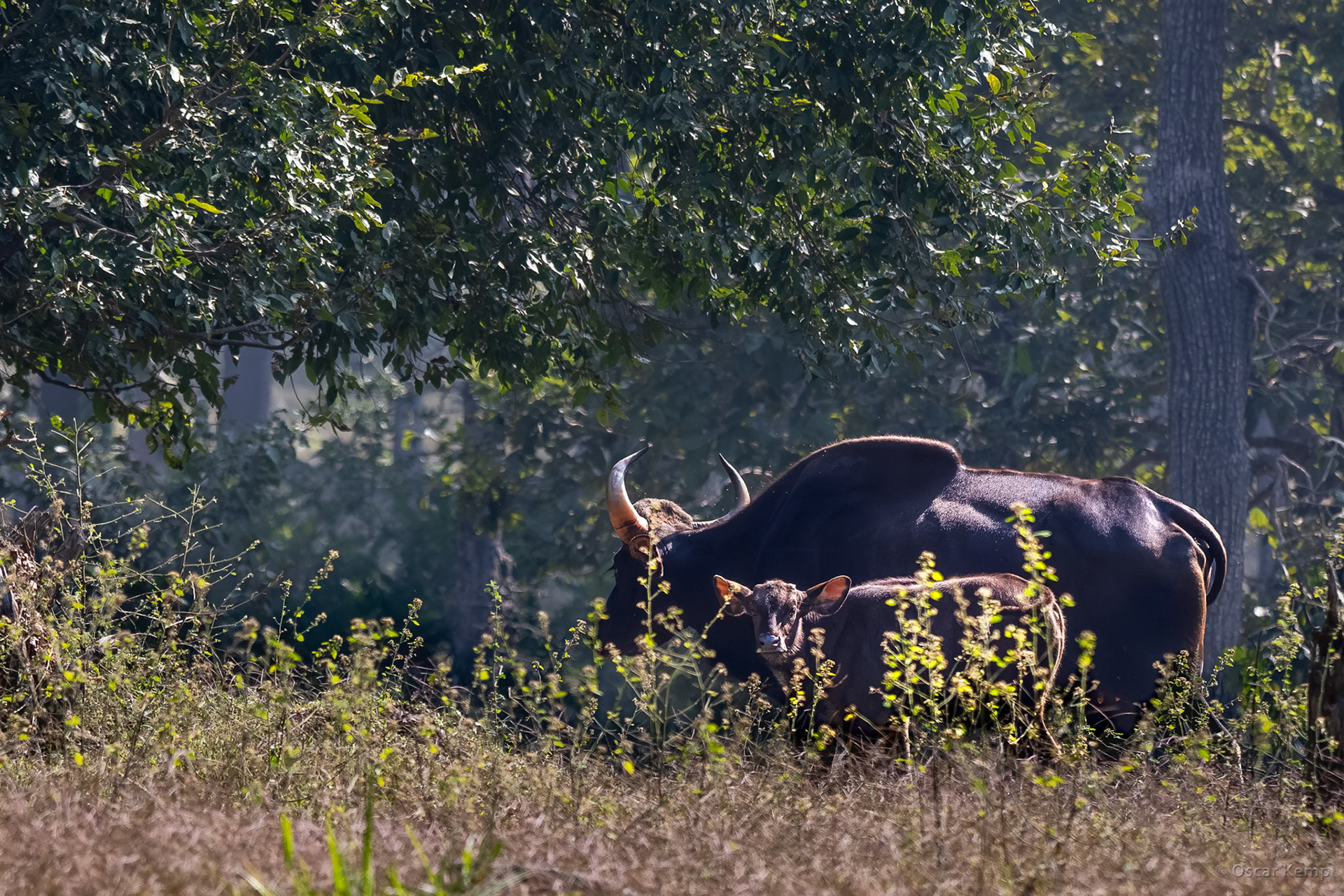 Pench NP, Madhya Pradesh / Cow with calf of the rare Indian bison aka Gaur (Bos gaurus); in India their future seems secured [India 2025 11]