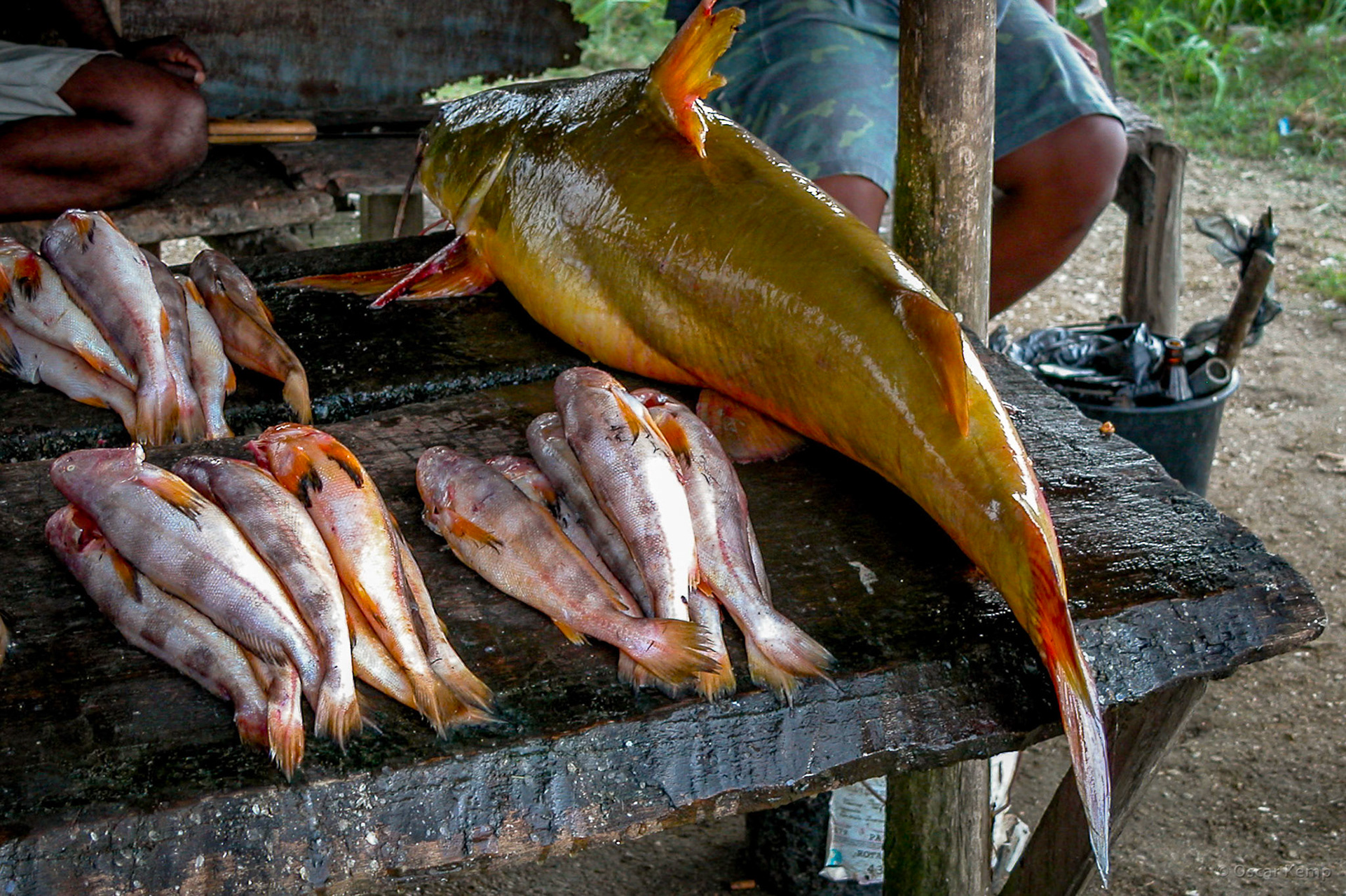 Sawmillpolder / Roadside fishing stand with large yellow river catfish (Lau-Lau?, Jarabaka?) [Suriname/Nickerie, 2004 09]