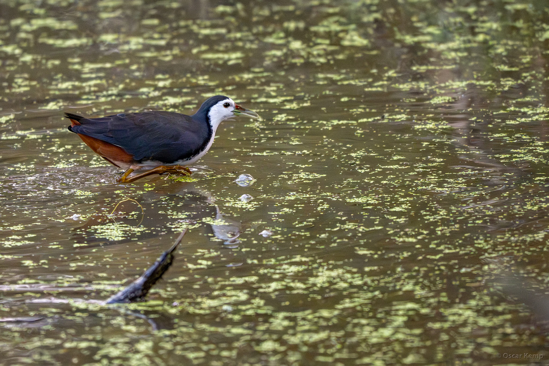 Keoladeo,Madhya Pradesh / White-breasted waterhen (Amaurornis phoenicurus) hunting in shallow waters for fish, insects and small amphibians [India 2025 11]