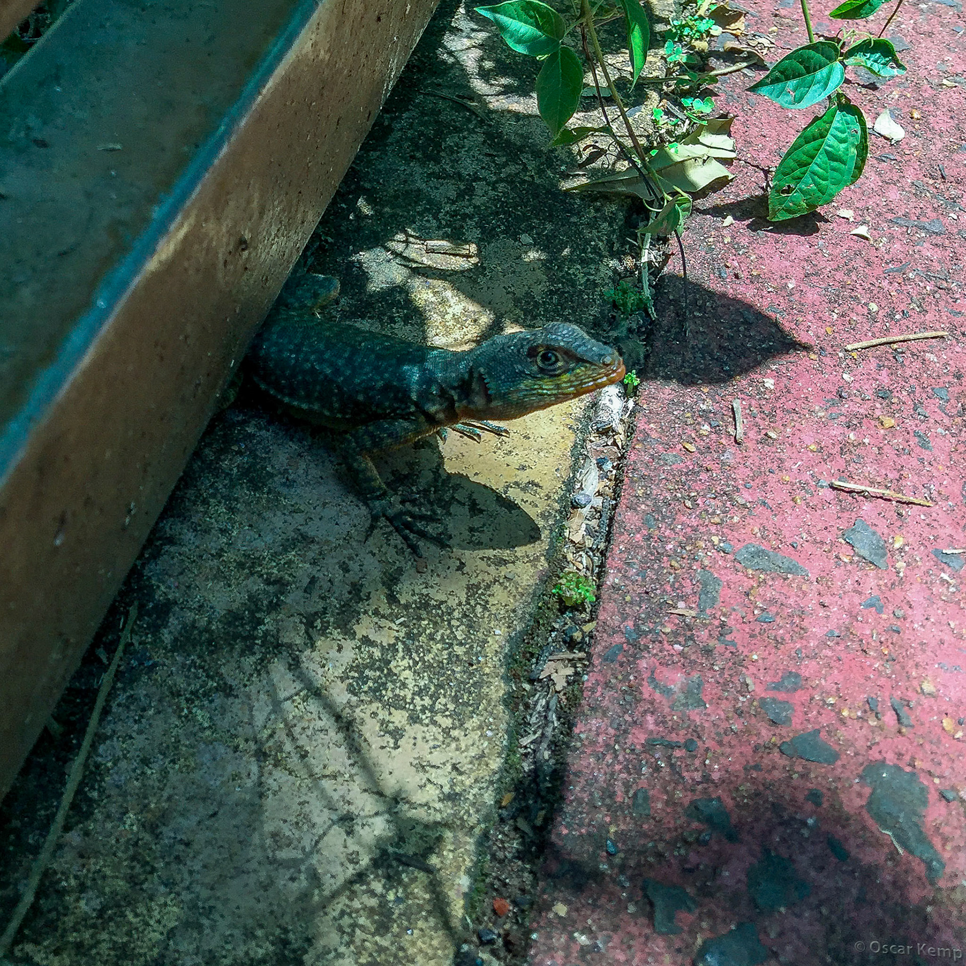 Argentinean Iguazú / Tough, fast and agile Amazon lava lizard (Tropidurus torquatus) [2016 12]