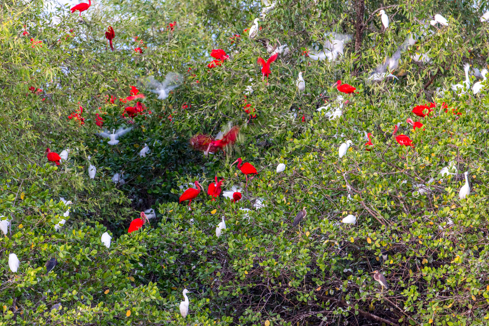 Communal roosting site of scarlet ibises, silver and white-bellied herons [Suriname/Bigi Pan, 2018 10]