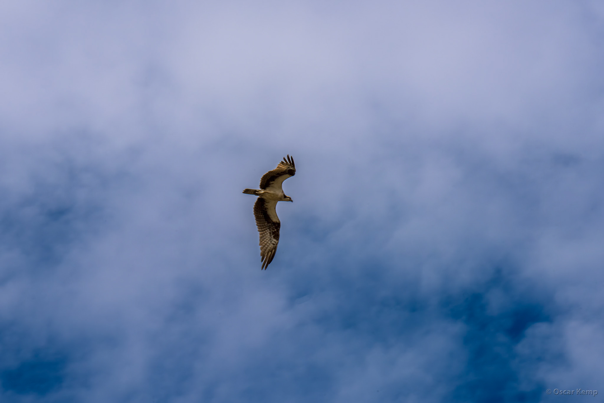 Majestic Osprey or Fish eagle (Pandion haliaetus) aka fisi aká cruising high above the shallow brackish water lake [Suriname/Bigi Pan, 2018 10]