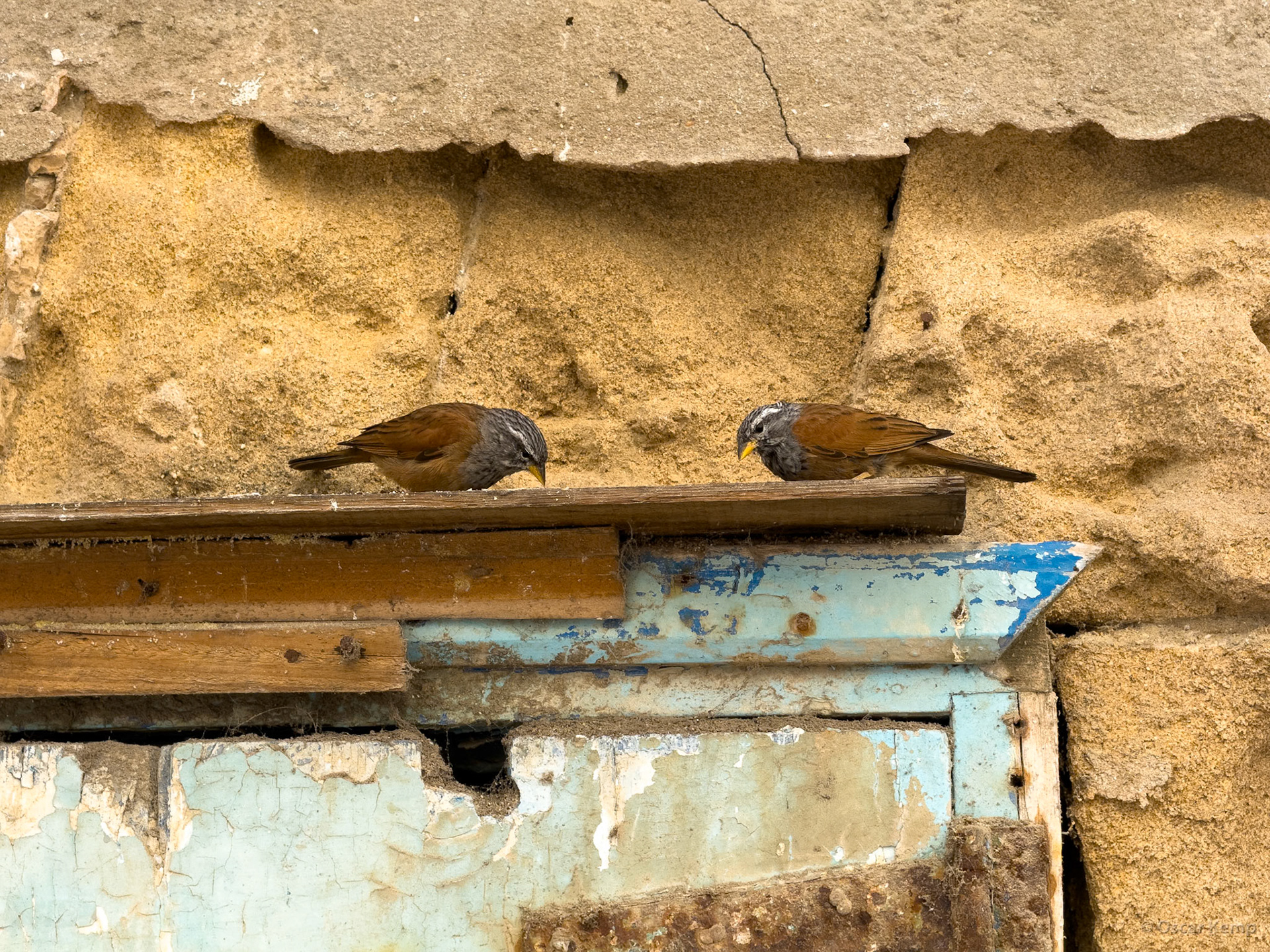 Essaouira-medina / Lalla Tbibt, Morocco's sacred House Bunting (Emberiza sahari) [Marocco, 2025 02]