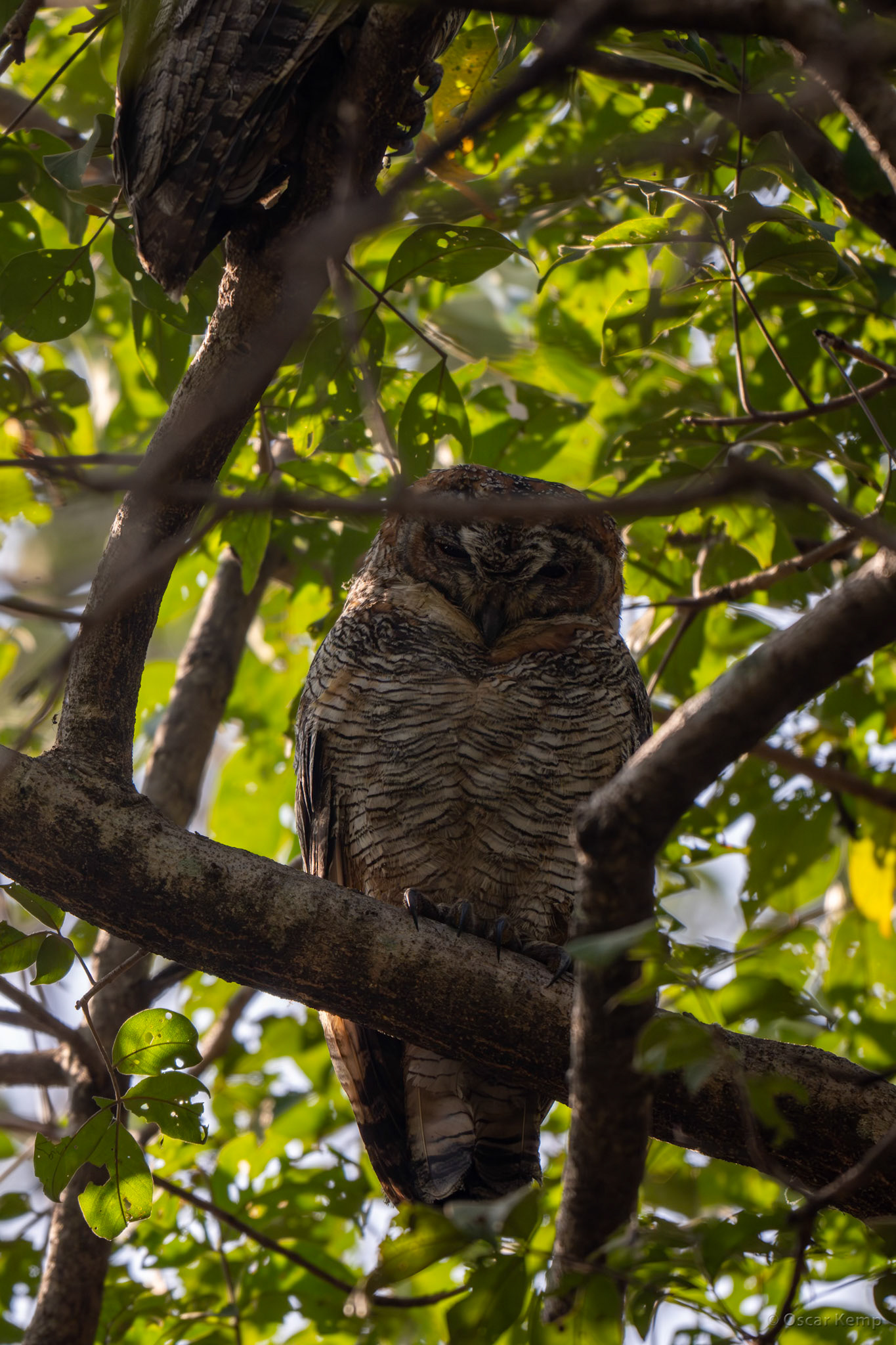 Bandhavgarh,Madhya Pradesh  / One of a pair of dozing Mottled wood owls (Strix ocellata) [India 2025 11]