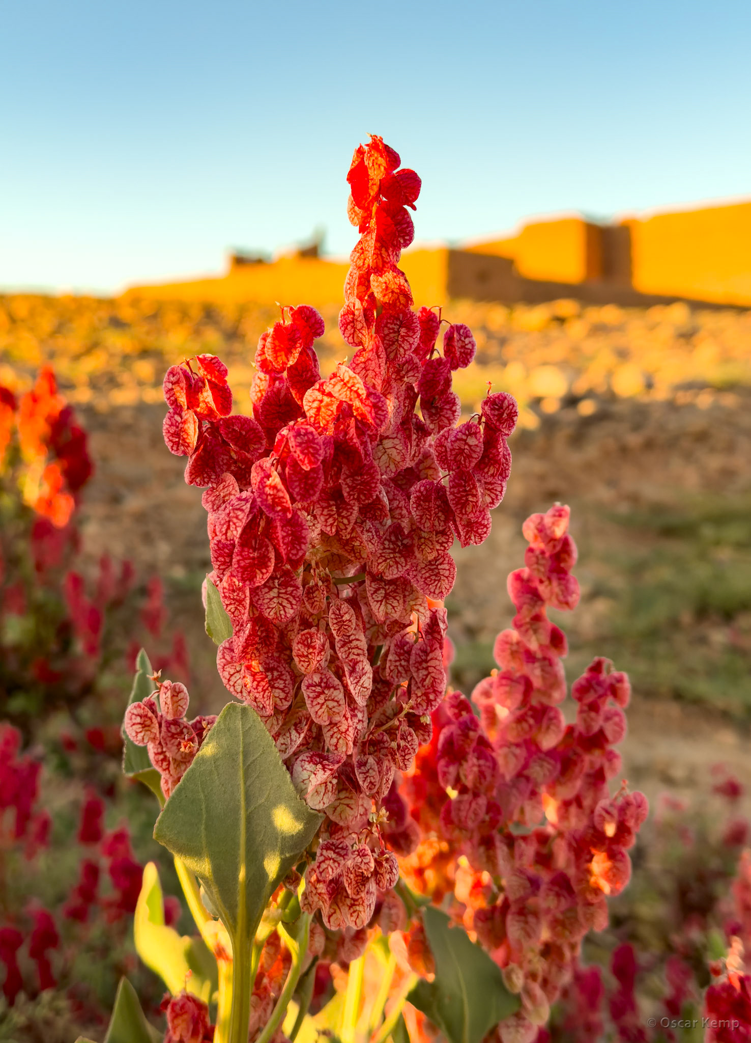 Agdz-Mezguita / Beautifully blooming wild bladder dock (Rumex vesicarius) [Marocco, 2025 02]