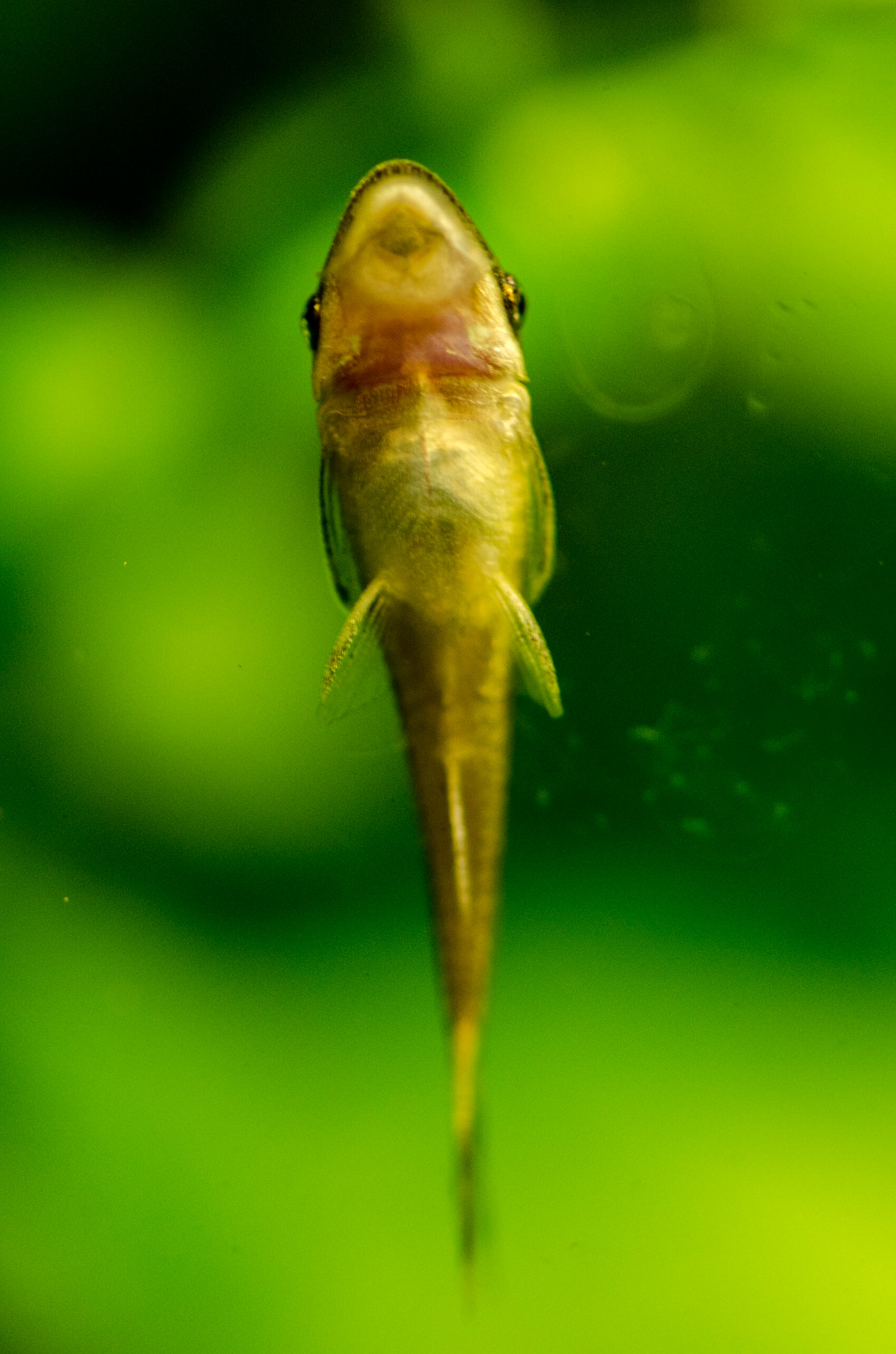 Gemarmerde Otocinclus