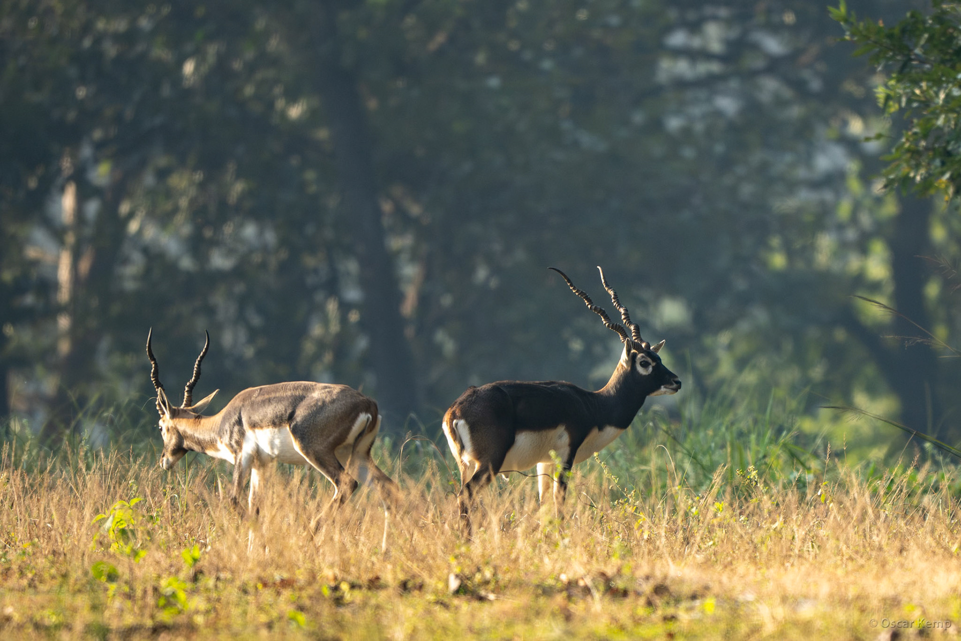 Pench NP, Madhya Pradesh / Blackbuck (Antilope cervicapra), aka Indian antelope enjoying some afternoon sun [India 2025 11]