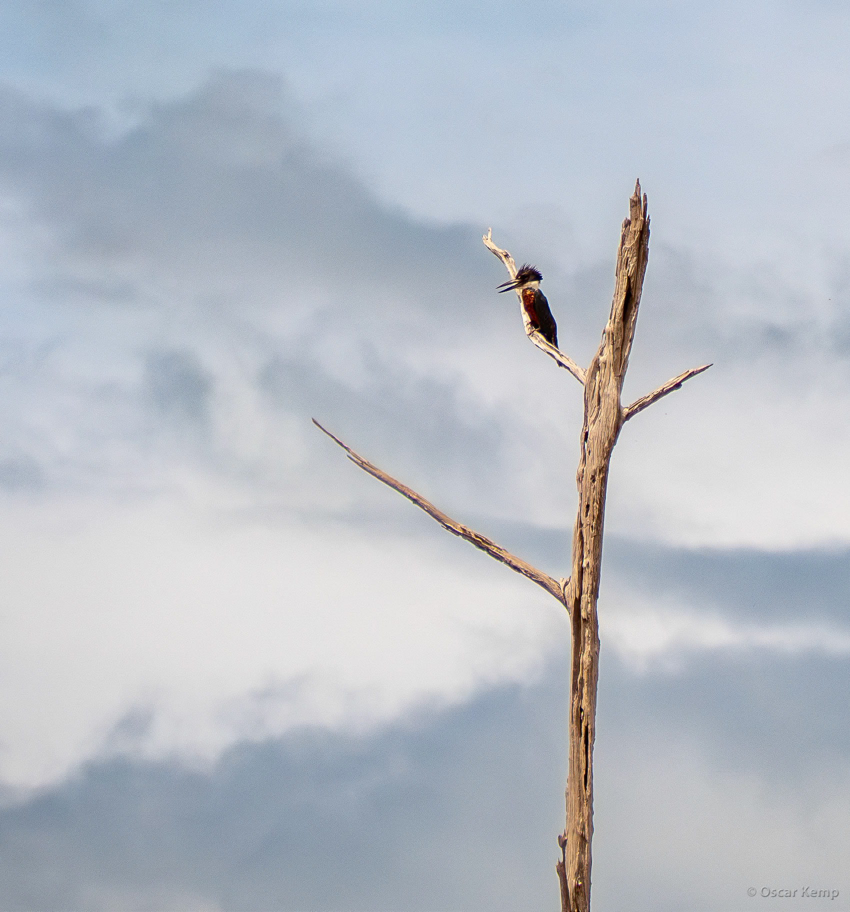 Bongo Island / A skilled  fisher: Amazon Kingfisher (Chloroceryle amazona) [Suriname, 2023 04]