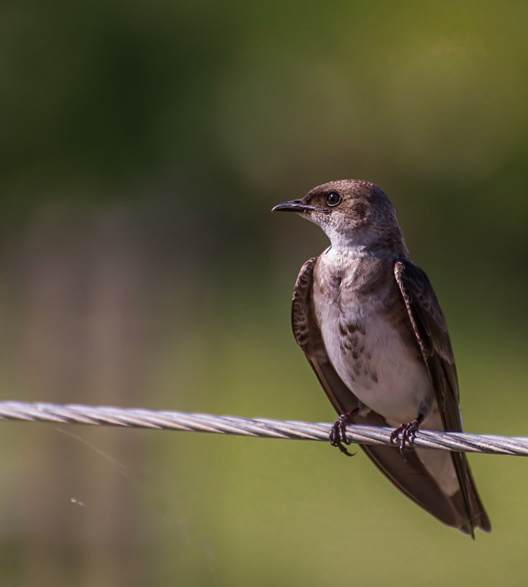 Mato Grosso do Sul-Xaraés Nature camping / Rest stop for the fast Grey-breasted Martin (Progne chalybea) [2017 01]