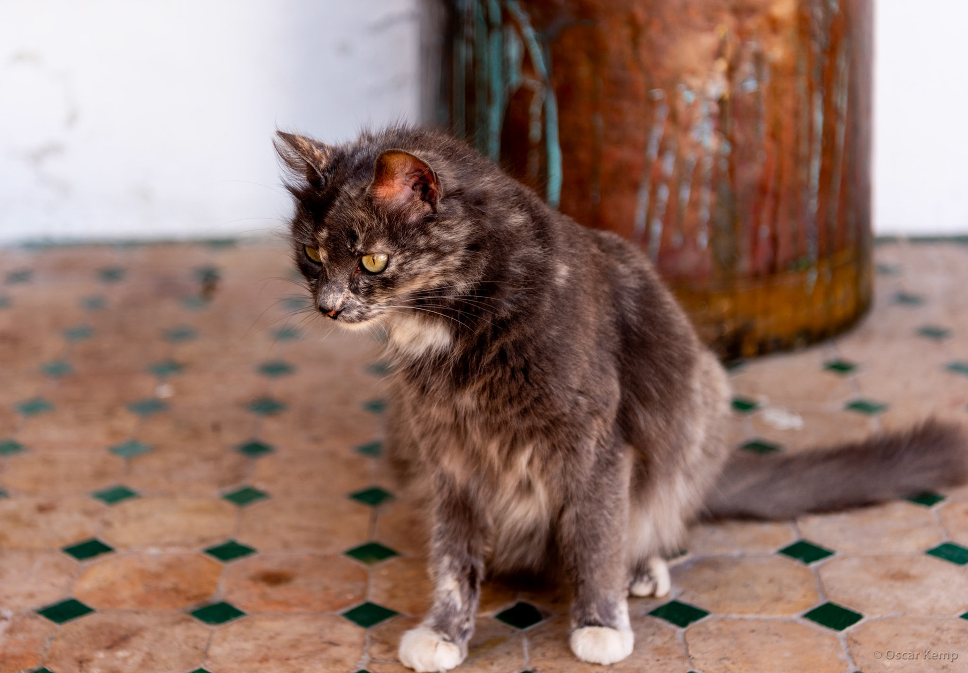 Rabat-Kasbah of Oudayas / One of many beautiful and well cared for cats of Morocco [Marocco, 2025 02]