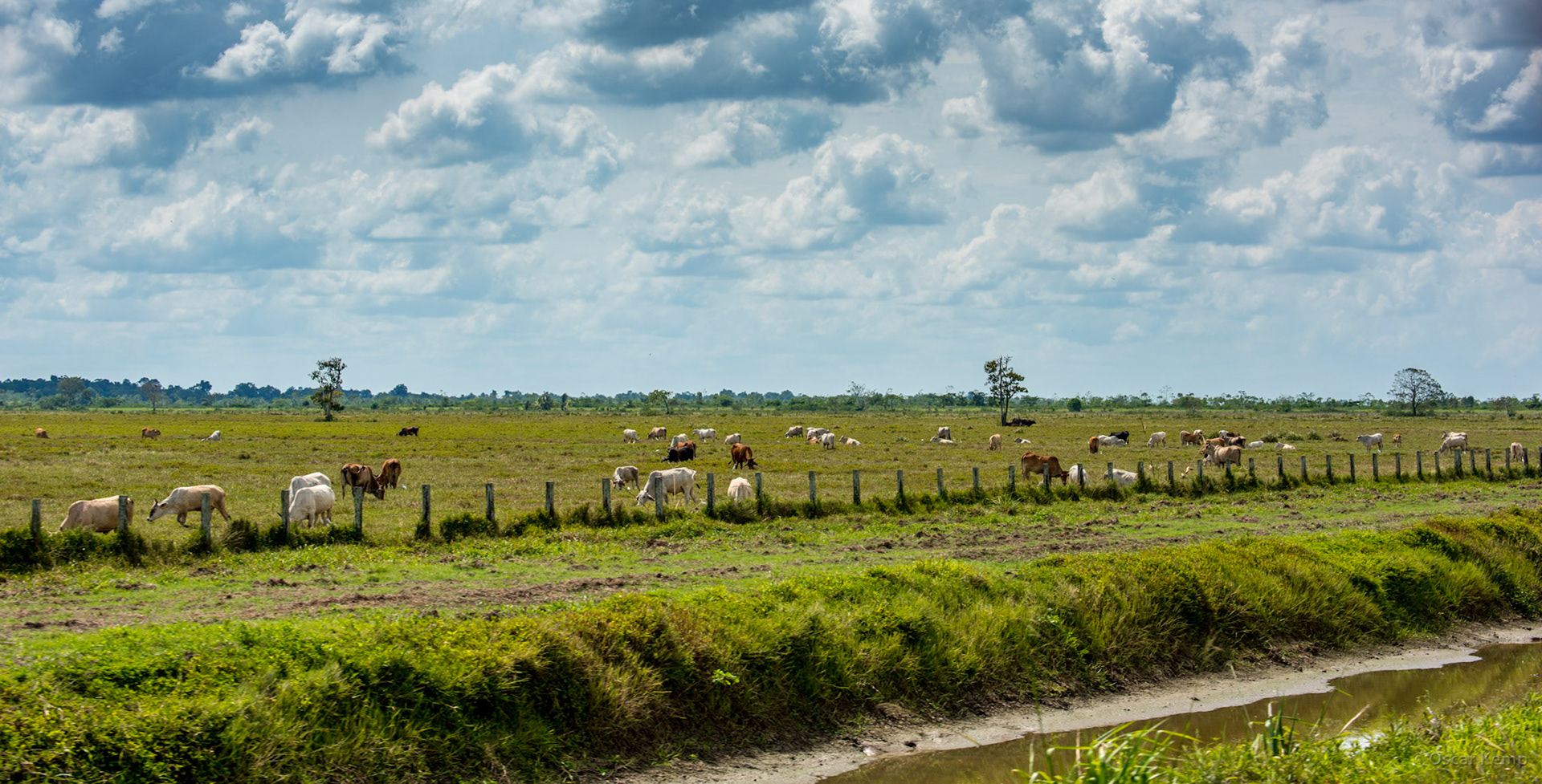 Middenstandspolder / Grazing cows in a typical Nickeriaan polder meadow [Suriname/Nickerie, 2018 10]