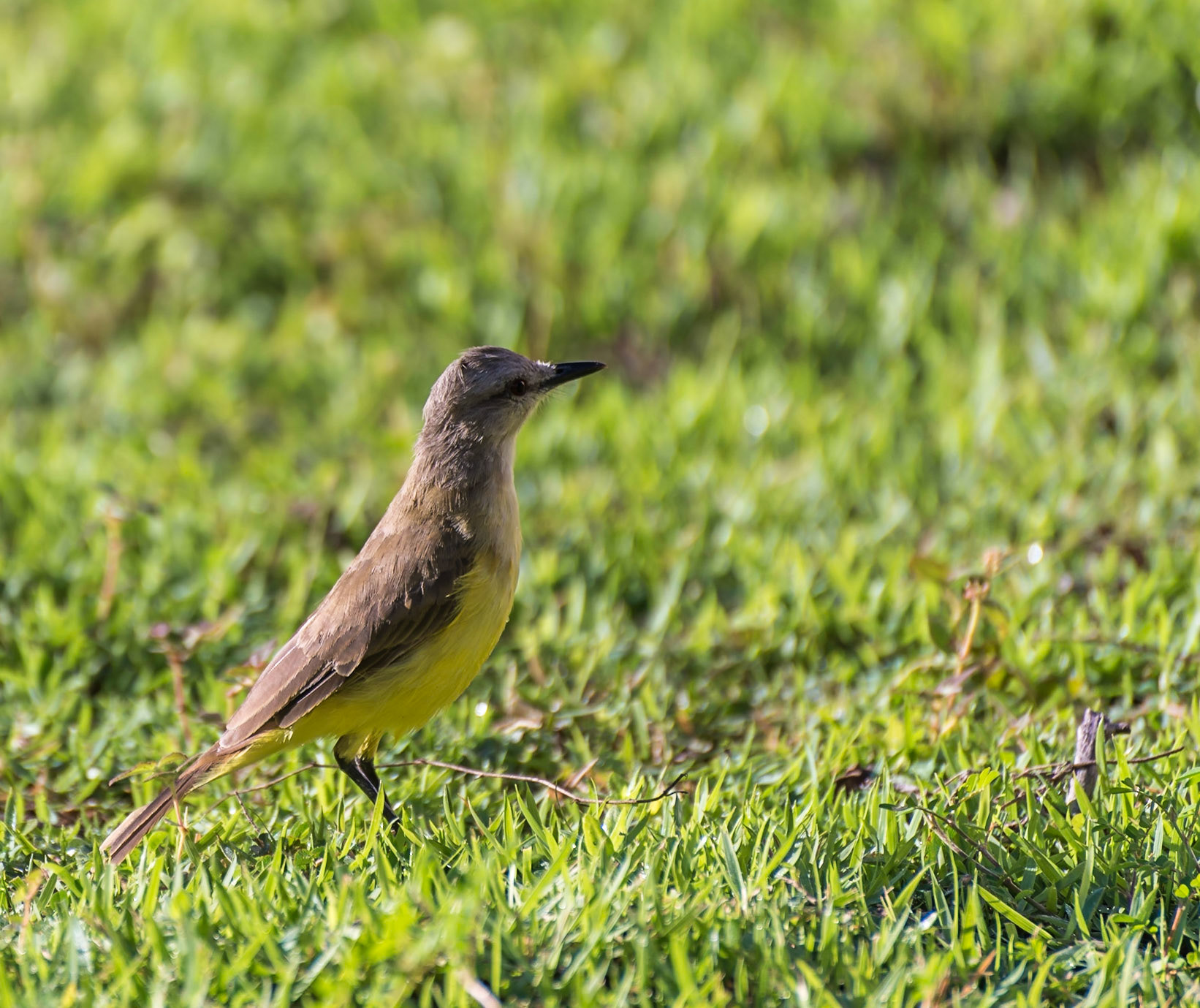 Mato Grosso do Sul-Santa Delfina / Hunting Grietjebie, Bem-te-vi or Great kiskadee (Pitangus sulphuratus) [2017 01]