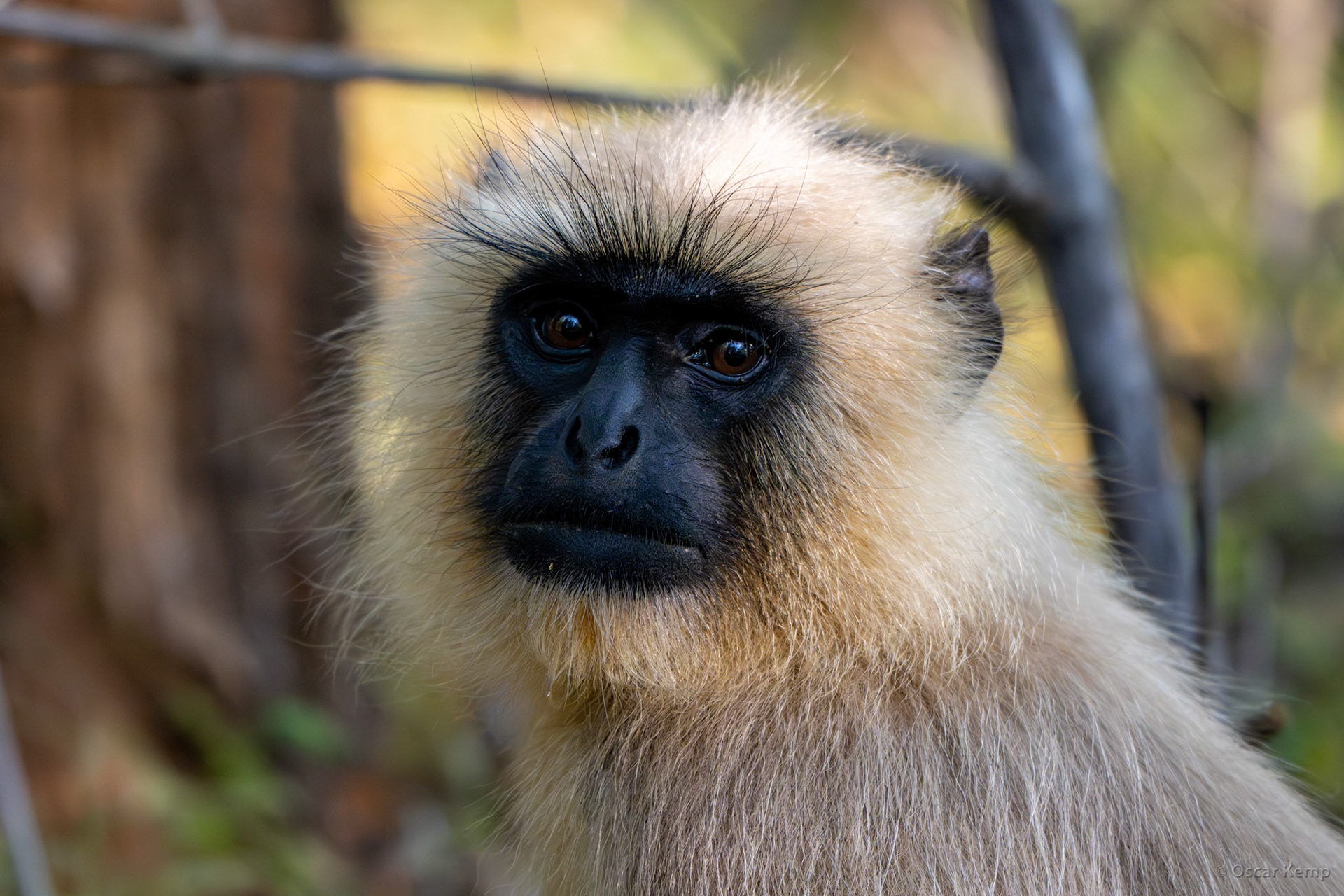 Bandhavgarh,Madhya Pradesh / Northern Plains Gray Langur, aka Hanuman Langur (Semnopithecus entellus) enjoys the mutual safety of the company of the chital (spotted deer) [India 2025 11] / [India 2025 11]