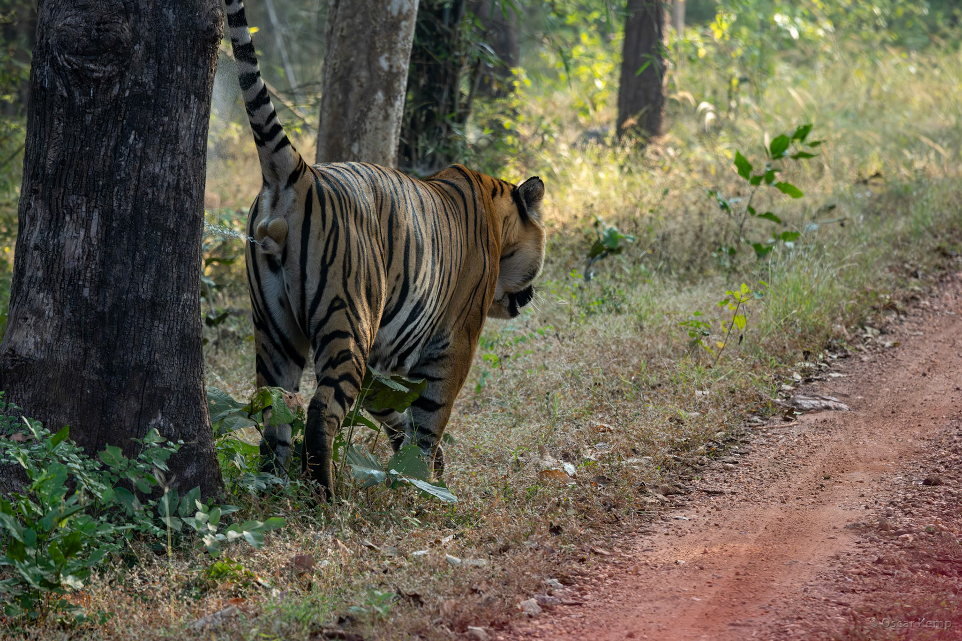 Bandhavgarh,Madhya Pradesh / Adult Bengal tiger (Panthera tigris tigris) in the midst of his territory marking routine [India 2025 11]