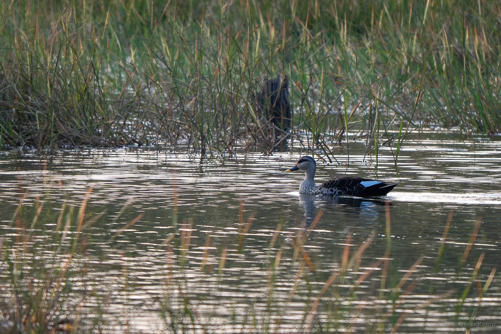 Tadoba,Maharashtra / Indian spot-billed duck ♂ (Anas poecilorhyncha) in its preferred freshwater habitat [India 2025 11]