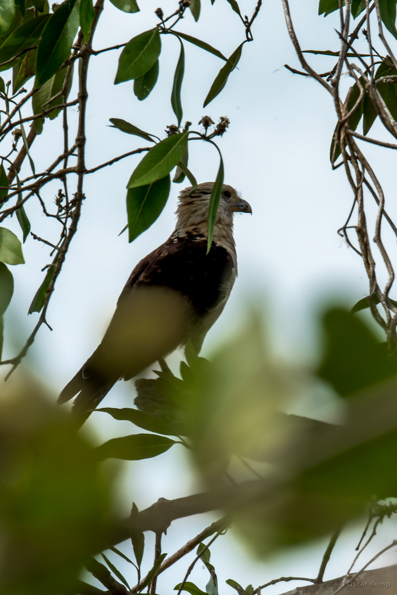 Smart omnivore Yellow-headed caracara (Daptrius chimachima) [Suriname/Bigi Pan, 2018 10]