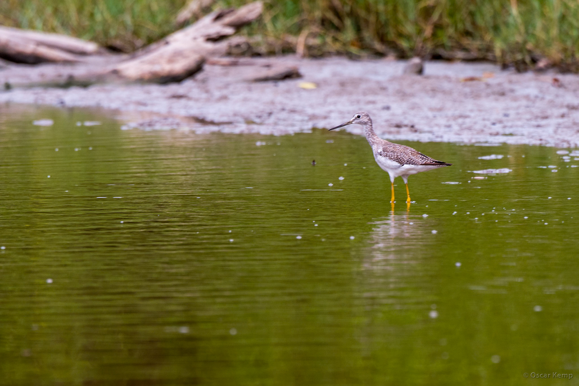 Greater yellowlegs (Tringa melanoleuca) a vigilant long-distance seasonal migrant from the (cold) north [Suriname/Bigi Pan, 2018 10]