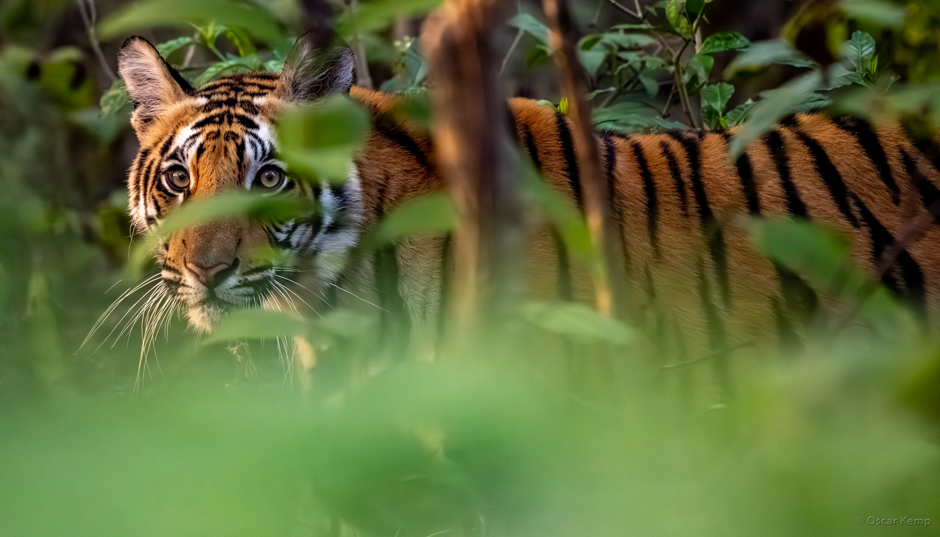 Bandhavgarh,Madhya Pradesh / Penetrating gaze of a Bengal tiger ♂ cub (Panthera tigris tigris) in the undergrowth [India 2025 11]