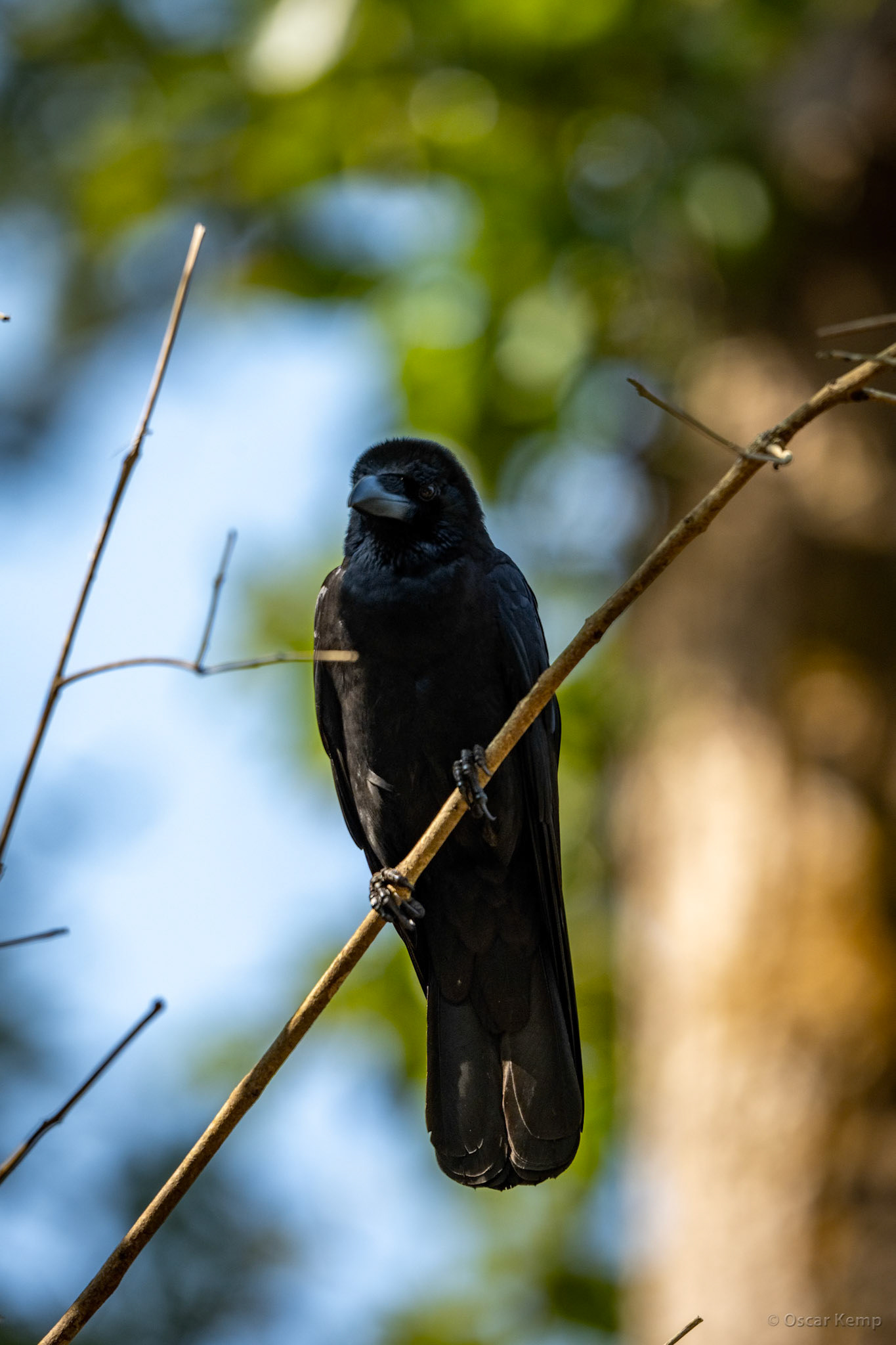 Kanha,Madhya Pradesh / Jet black Large-billed crow (Corvus macrorhynchos) aka Jungle crow is a very clever all-around feeder [India 2025 11]