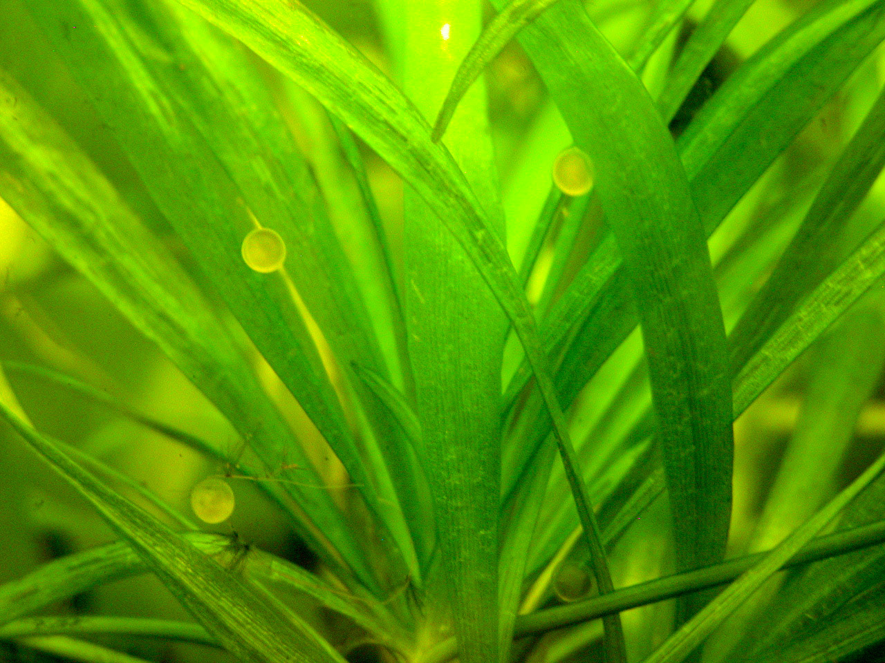 (ii) De kleverige eitjes hechten zich aan planten boven de dichtbegroeide bodem.