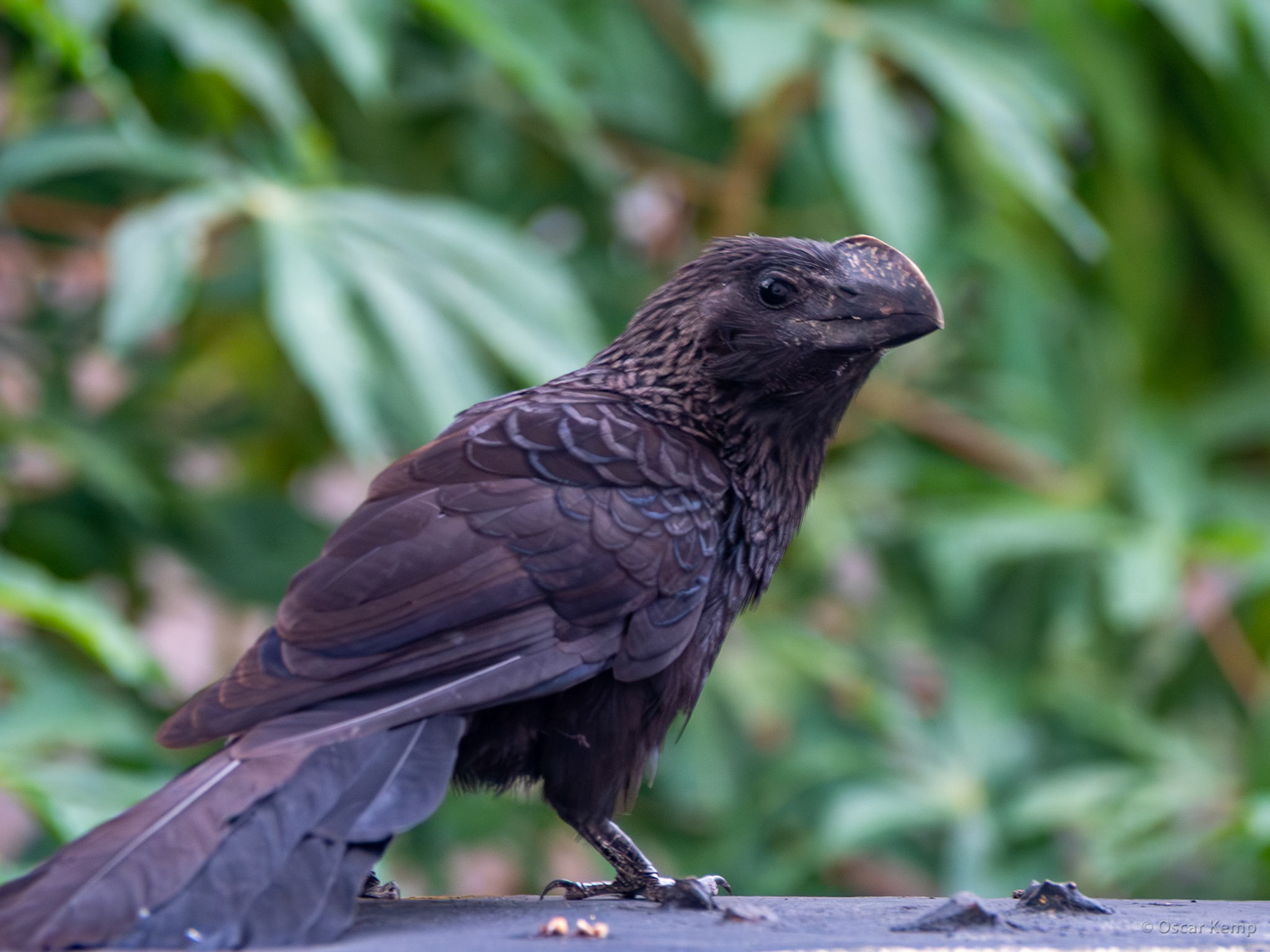 Geyersvlit / Kawfutiuboi or Smooth-billed Ani (Crotophaga ani) [Suriname, 2022 04]