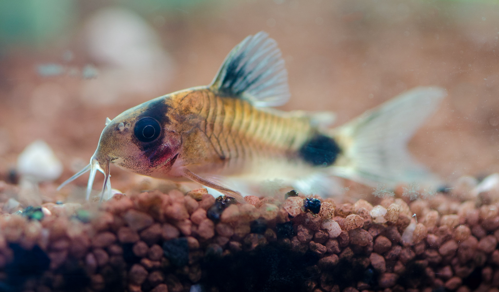 Zwartvlek pantsermeerval